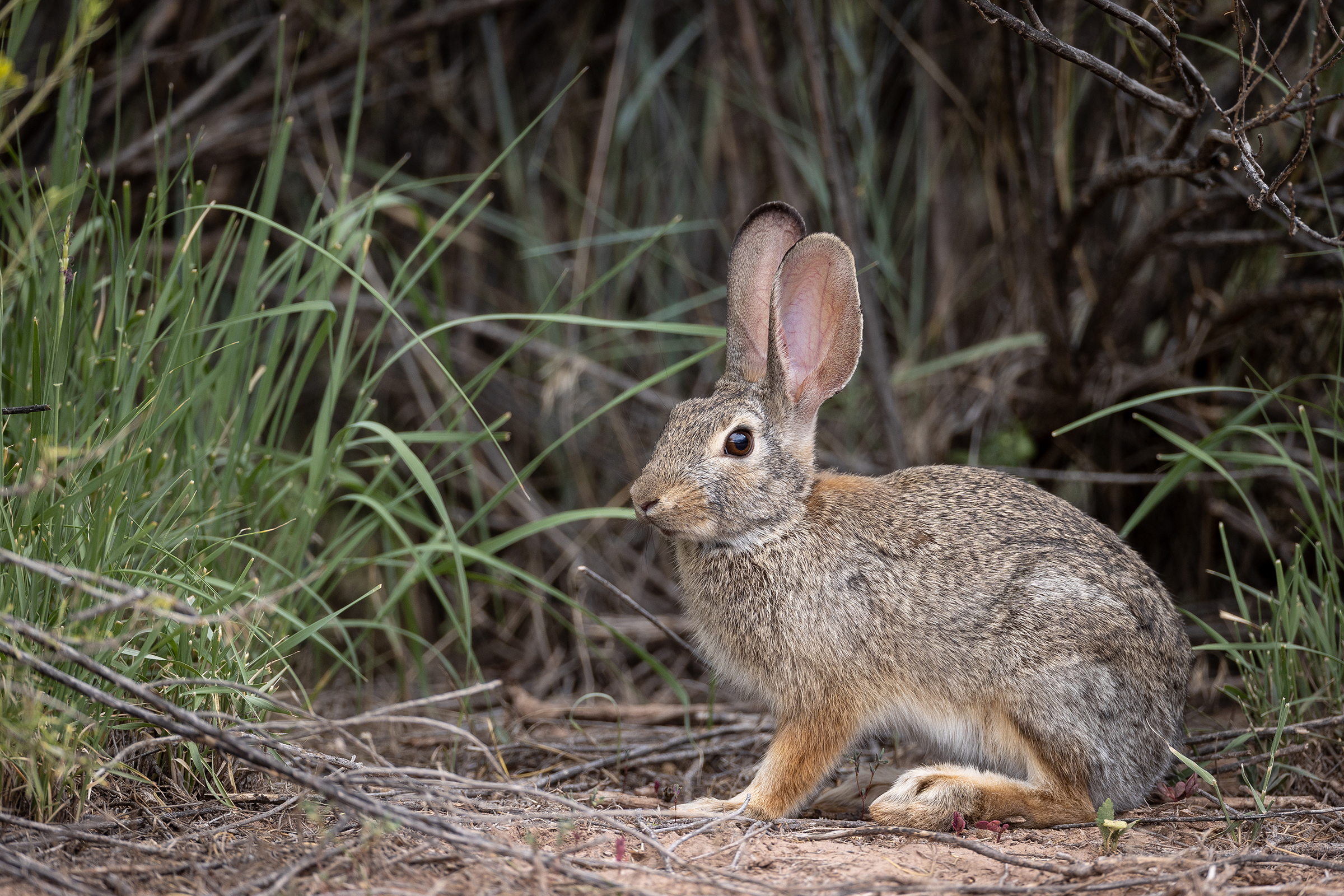 The desert cottontail is a common species in the bosque along the Rio Grande.