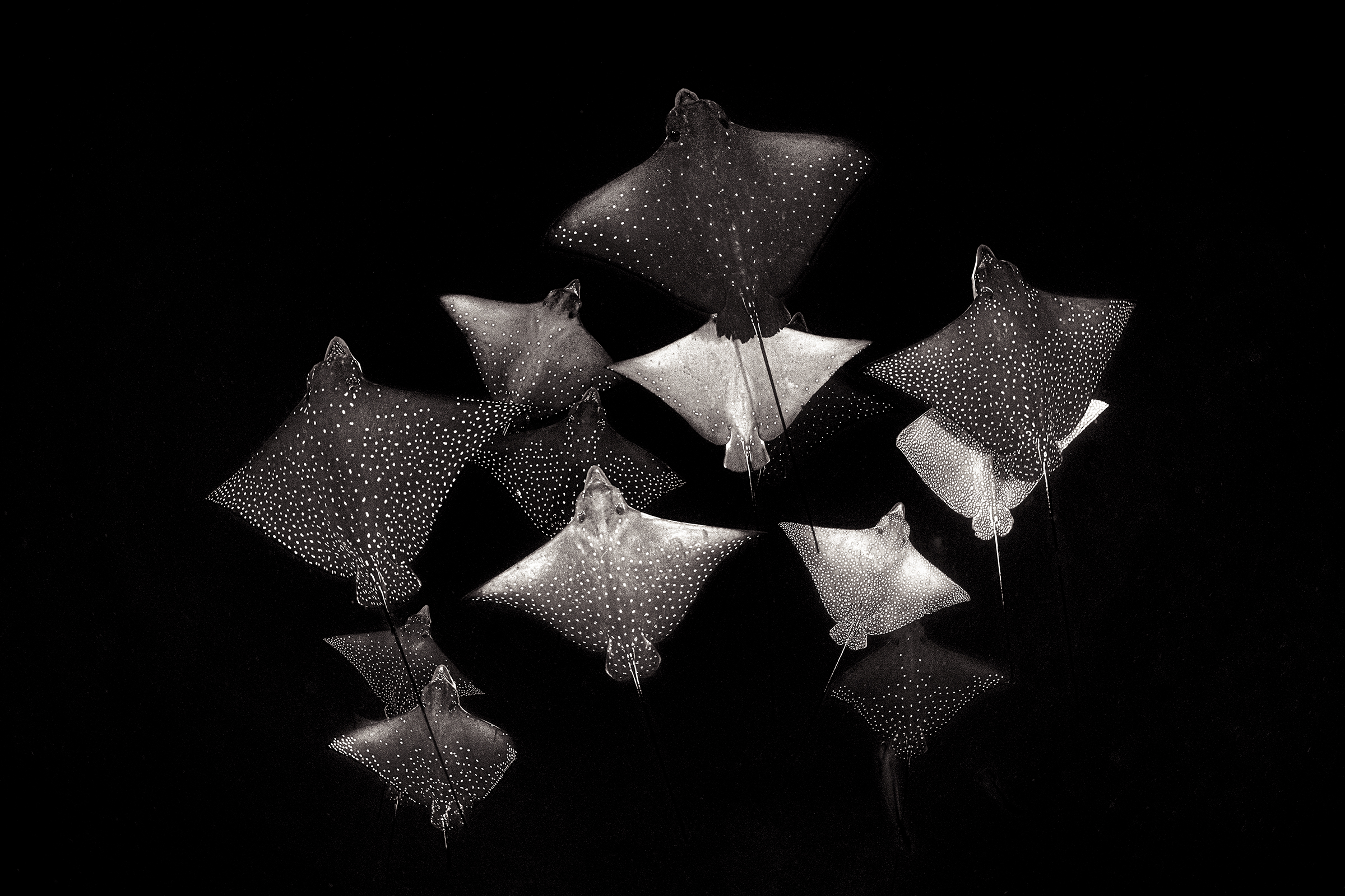 Spotted eagle rays featured in "Seeing Spots"