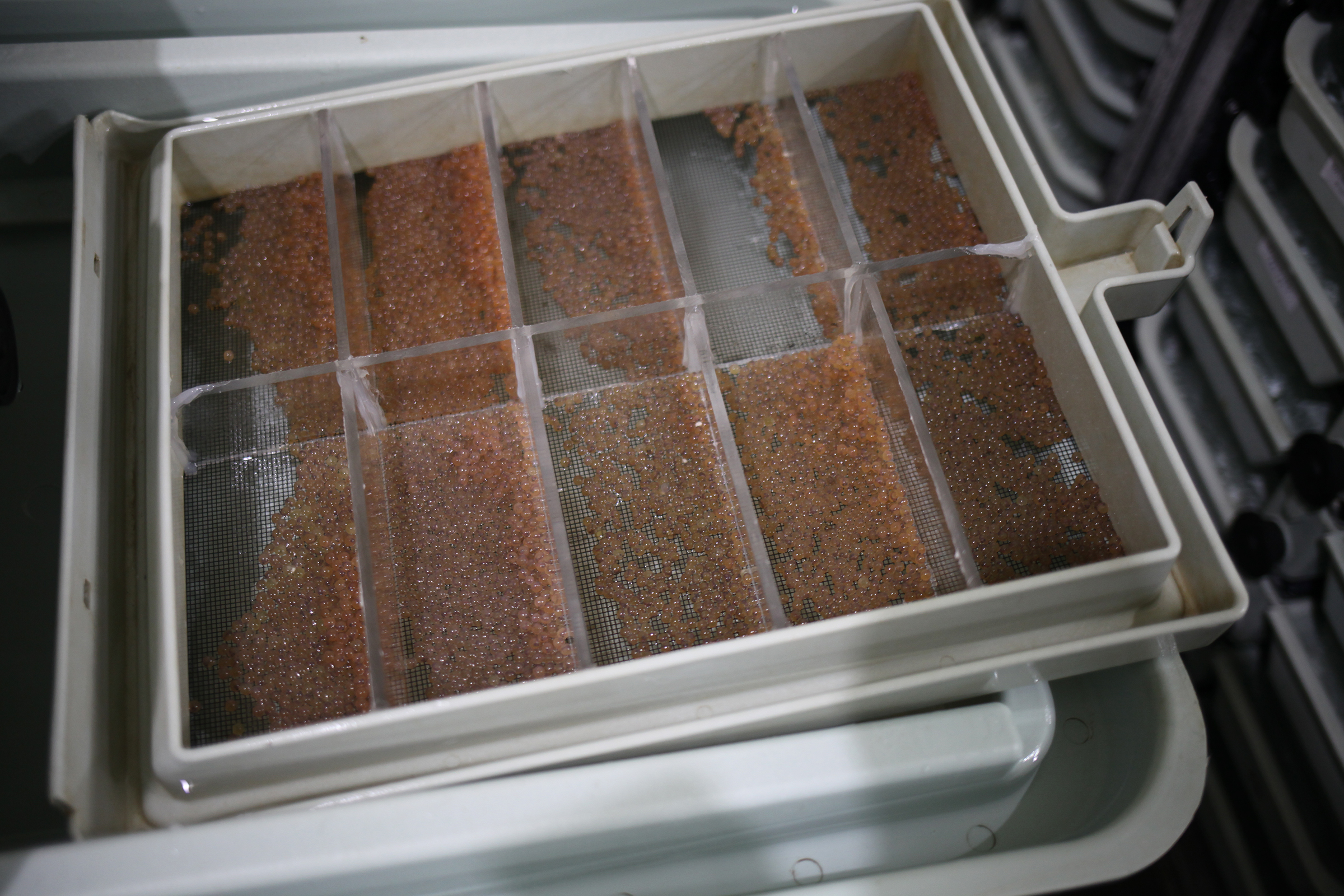 Trays of trout eggs, laid by male brook trout in Idaho's Hayspur Fish Hatchery, await shipping to hatcheries in Washington, Oregon, Nevada, and New Mexico looking to establish their own Trojan brook trout populations.