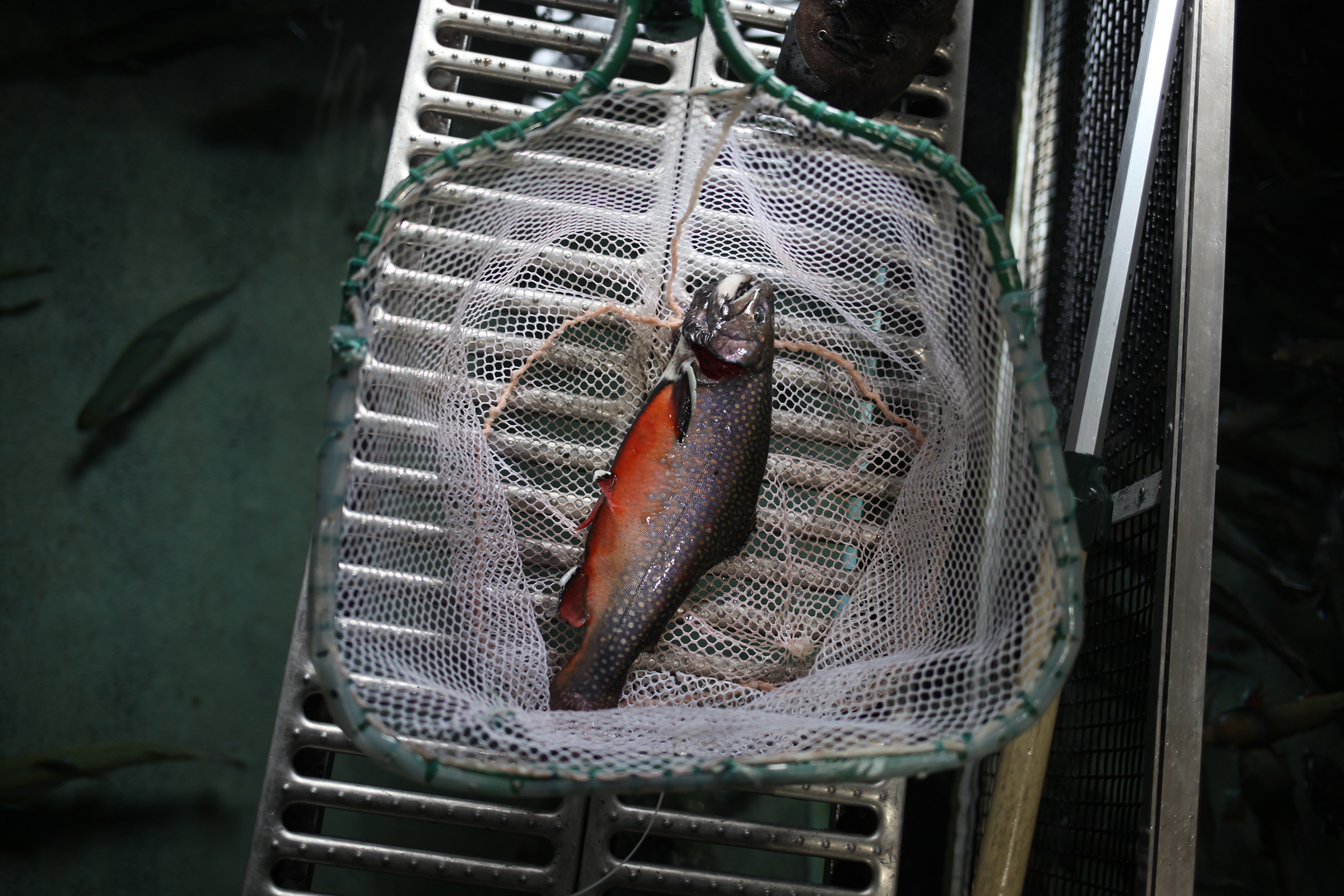 Trojan brook trout, like this one reared at the Hayspur Fish Hatchery near Sun Valley, Idaho, may be one of the last, best hopes for the West's native trout species. But some experts warn against trying to solve a conservation problem that we've created by further tinkering with nature.
