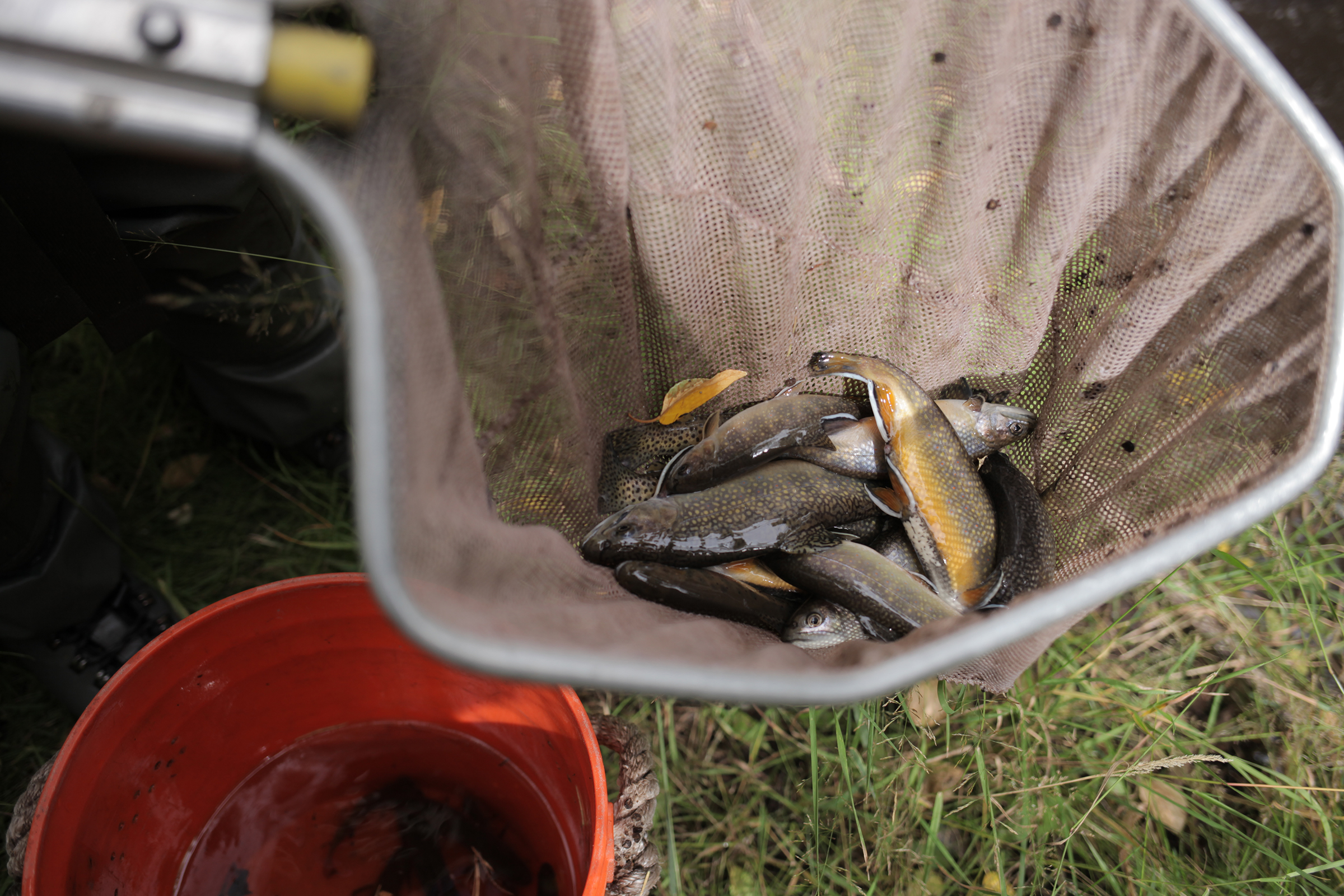 Researchers prepare to assess the status of the population of Trojan brook trout in a small stream in New Mexico's Vermejo Park Ranch.