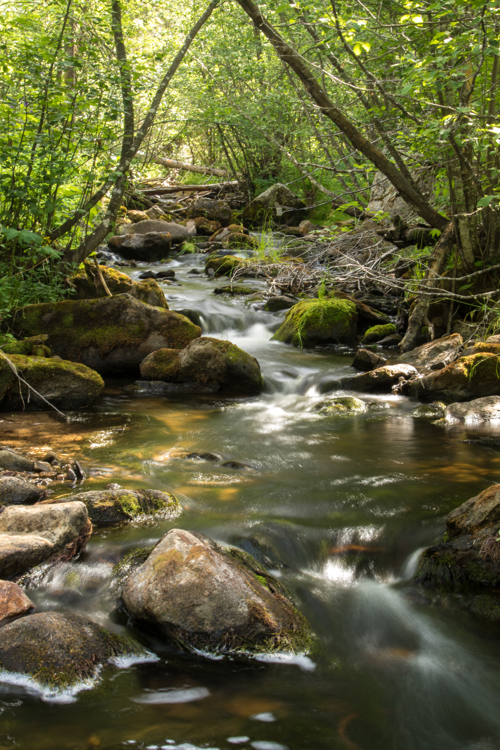 Small streams like this one in New Mexico's Pecos Wilderness provide perfect habitat for cutthroat and brook trout alike. They also underscore the tremendous challenge involved in removing just one of those species from the landscape humans have helped them invade. Photograph by Christina Selby