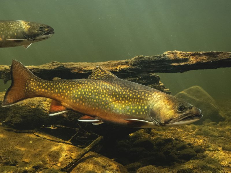The brook trout, a species native to the eastern United States, made its way across the west in the hands of settlers looking to recreate a small, living piece of their adopted homeland. Photograph by Nick Hawkins