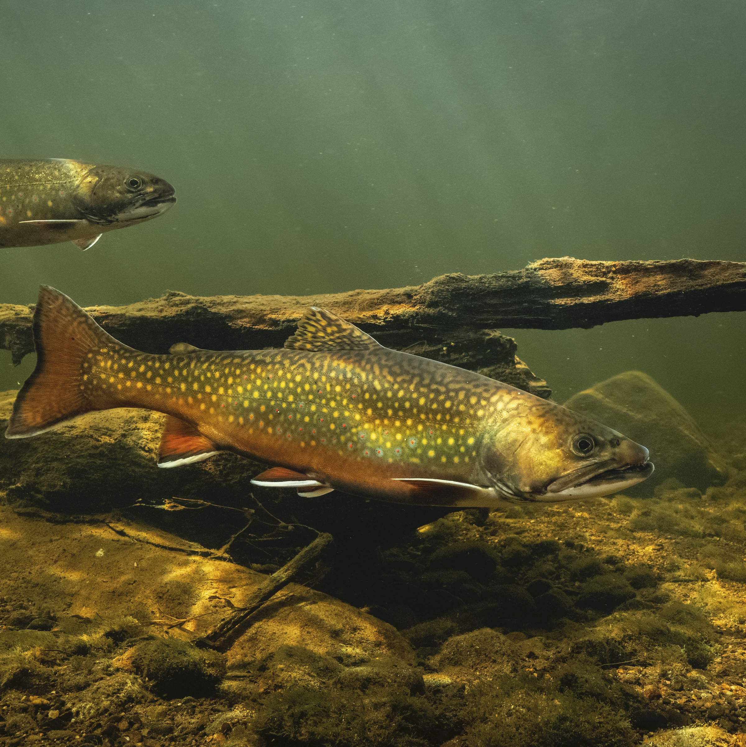 The brook trout, a species native to the eastern United States, made its way across the west in the hands of settlers looking to recreate a small, living piece of their adopted homeland. Photograph by Nick Hawkins