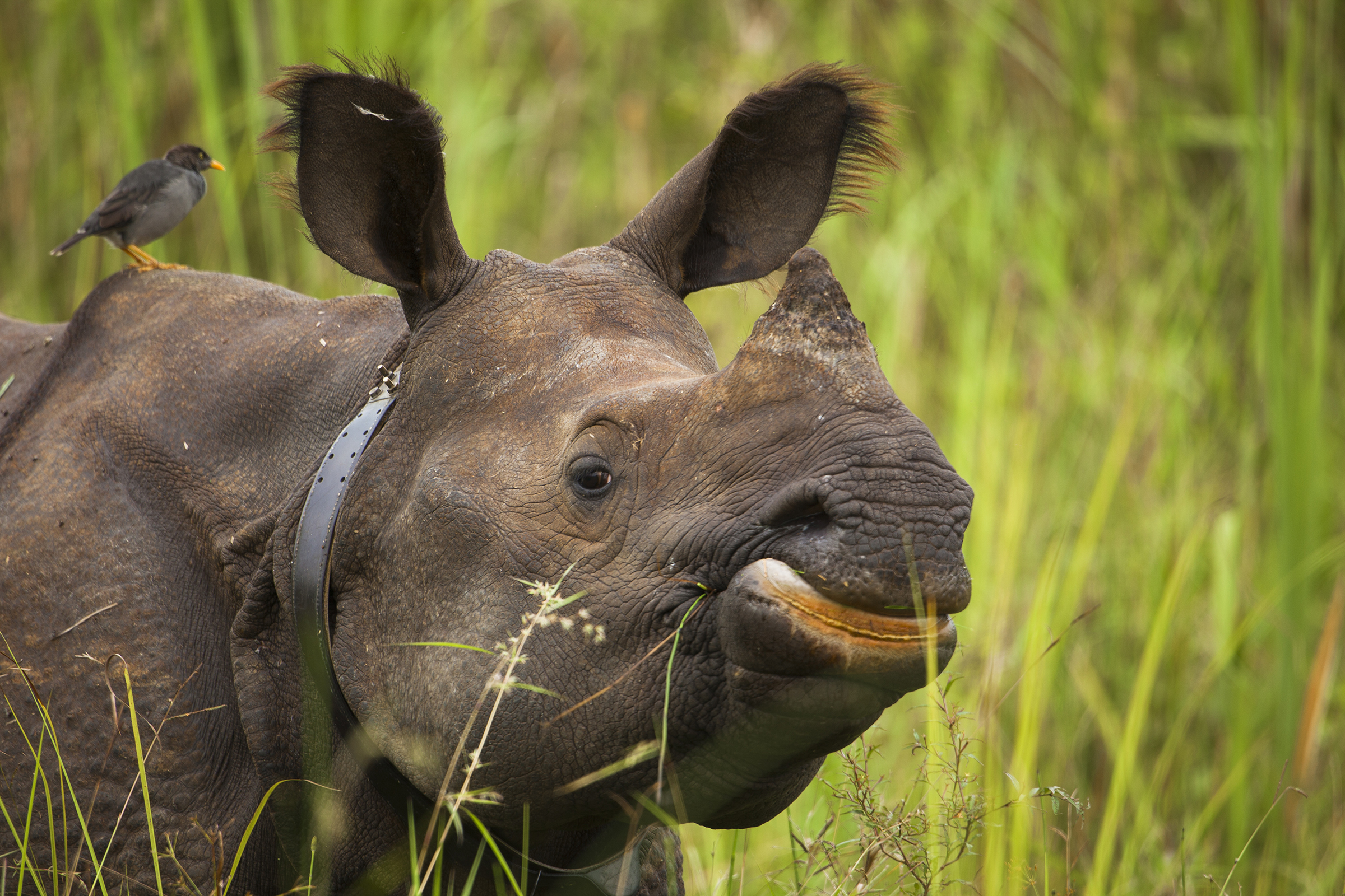 A greater one-horned rhino wears a radio collar in Manas National Park, Assam, India, enabling rangers to more easily track the animal's whereabouts. Photograph by Sandesh Kadur