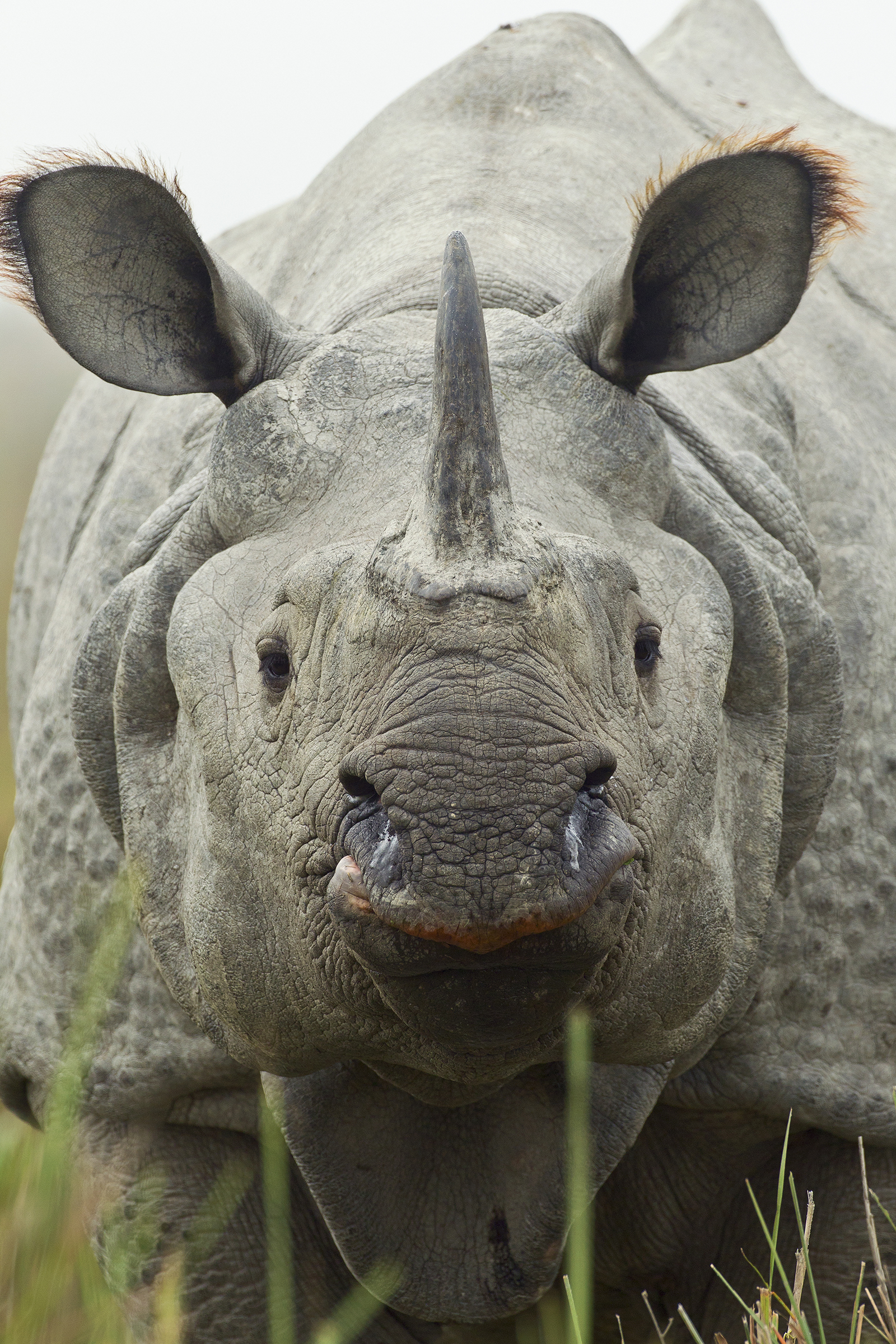 A greater one-horned rhino stares down an interloper in Kaziranga National Park, Assam, India. Photograph by Sandesh Kadur