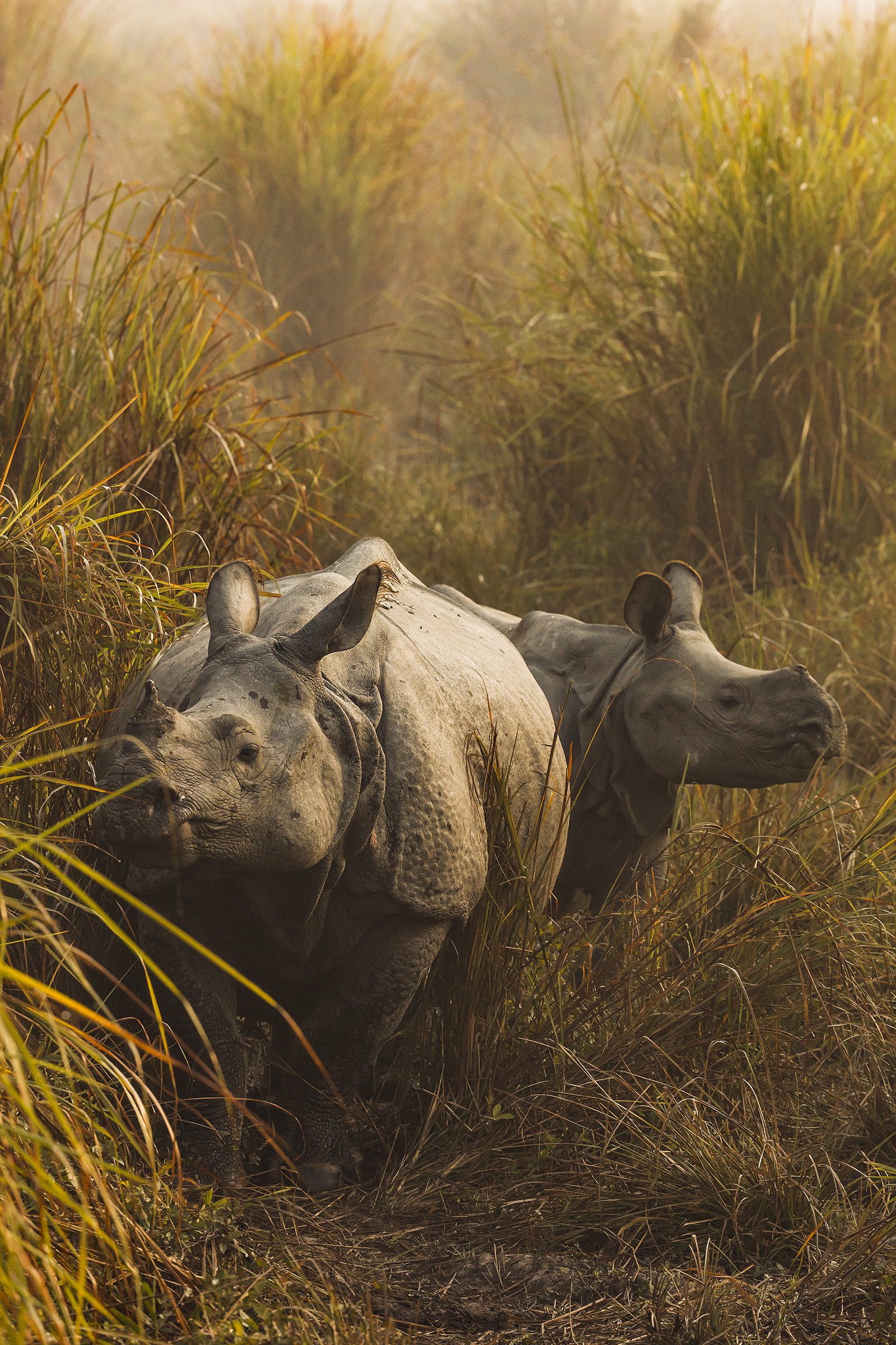 An adult female one-horned rhino and her calf graze in Kaziranga National Park, Assam, India. Photograph by Sandesh Kadur