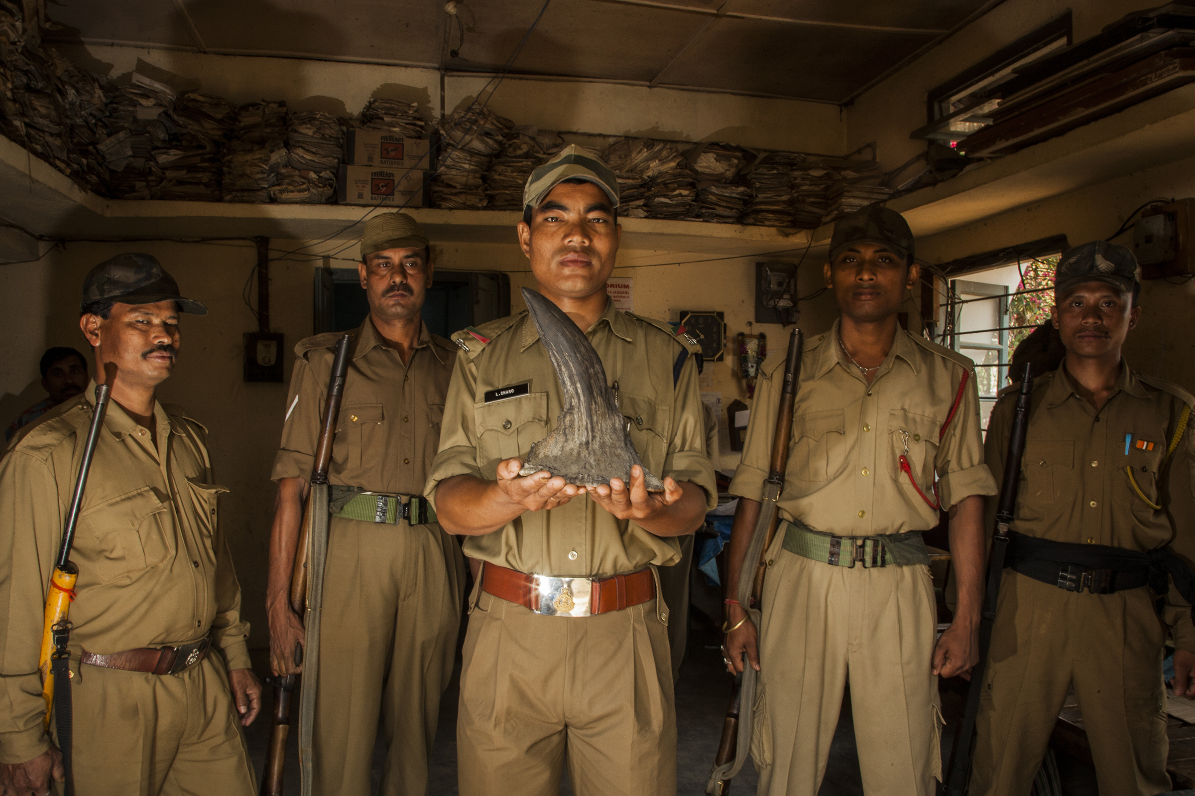 Forest guards in Kaziranga National Park, Assam, India show a greater one-horned rhinoceros horn seized from poachers. Photograph by Sandesh Kadur