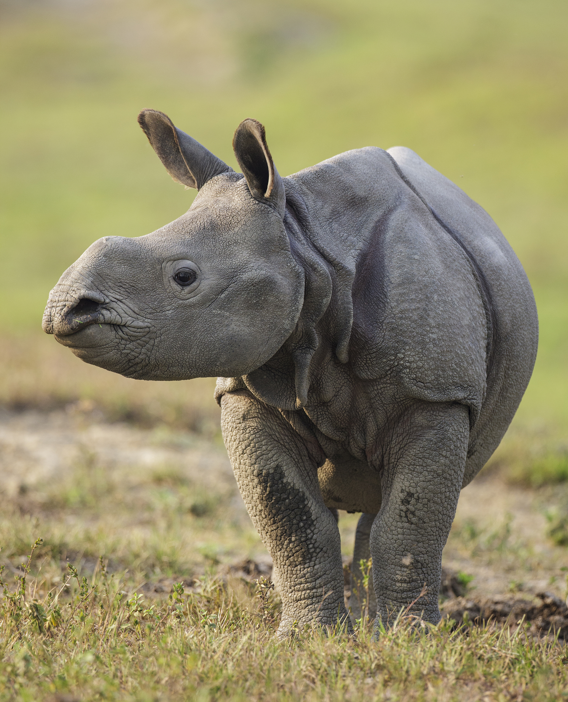 A young one-horned rhino calf looks out on its surroundings in Kaziranga National Park, Assam, India. Photograph by Tony Heald