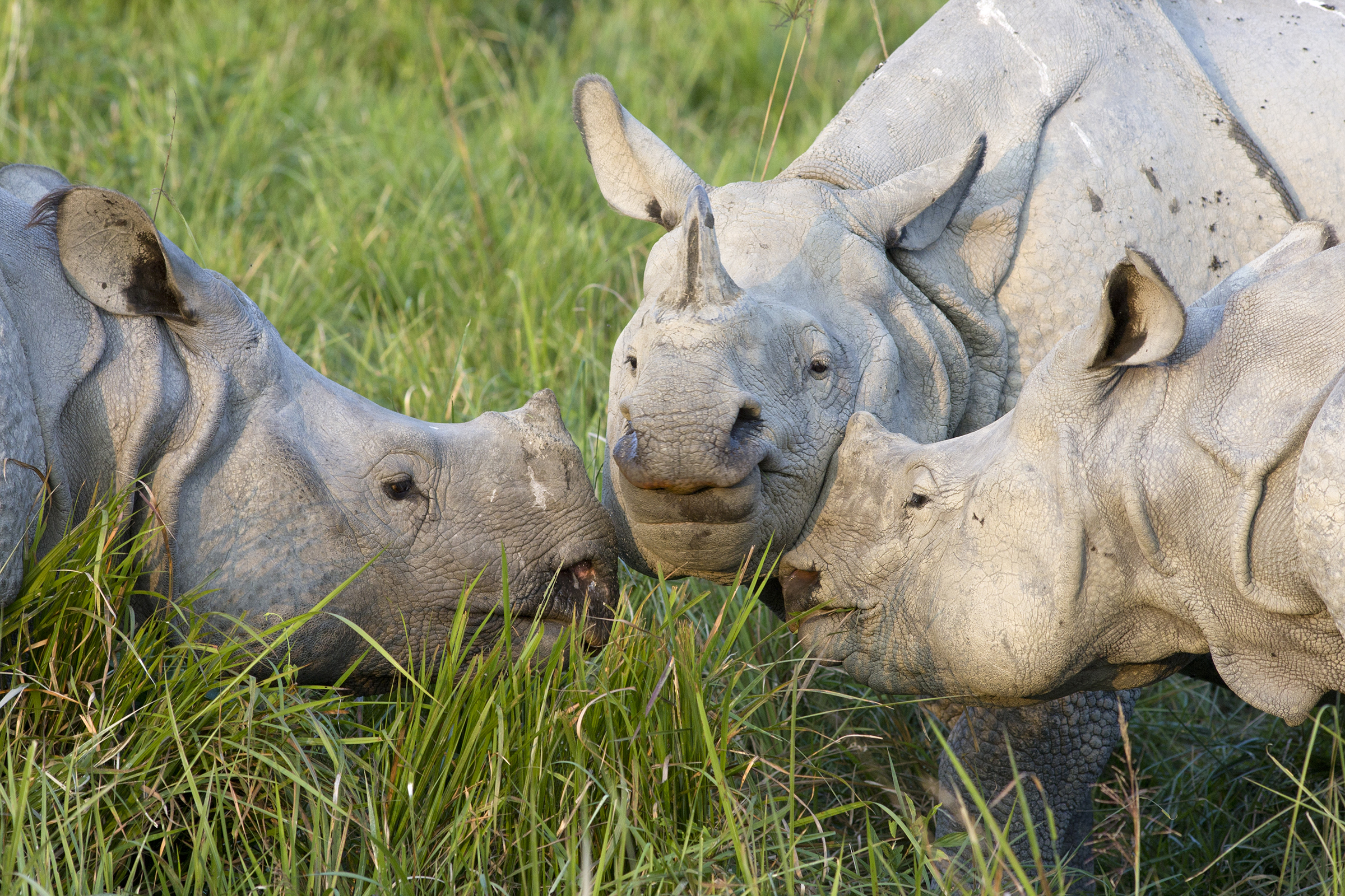 A male rhinoceros attempts to court a female with her calf alongside in Kaziranga National Park, India. Photograph by Suzi Eszterhas