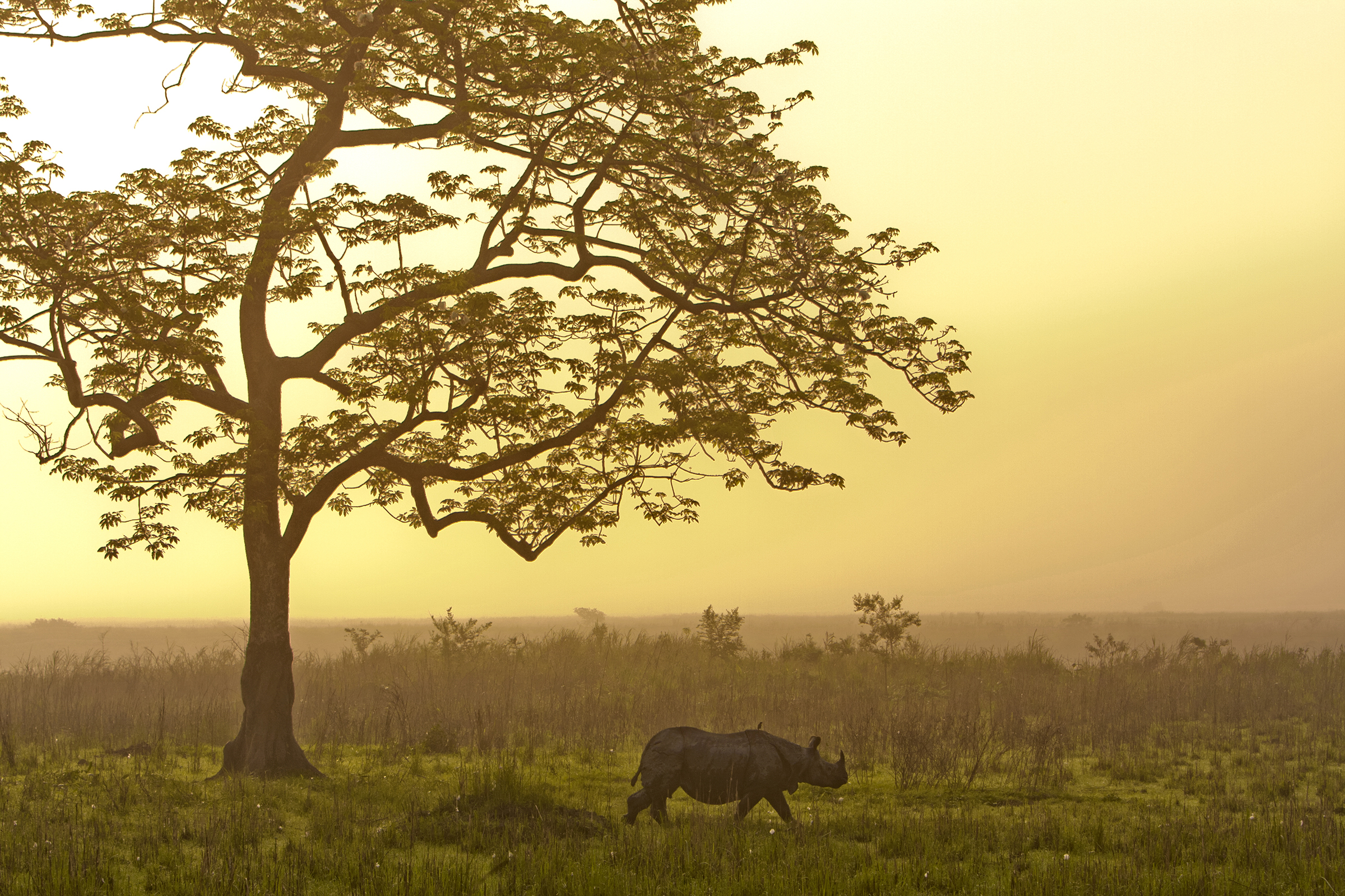 A greater one-horned rhino crosses a clearing at sunrise in Kaziranga National Park, Assam, India. Photograph by Sandesh Kadur