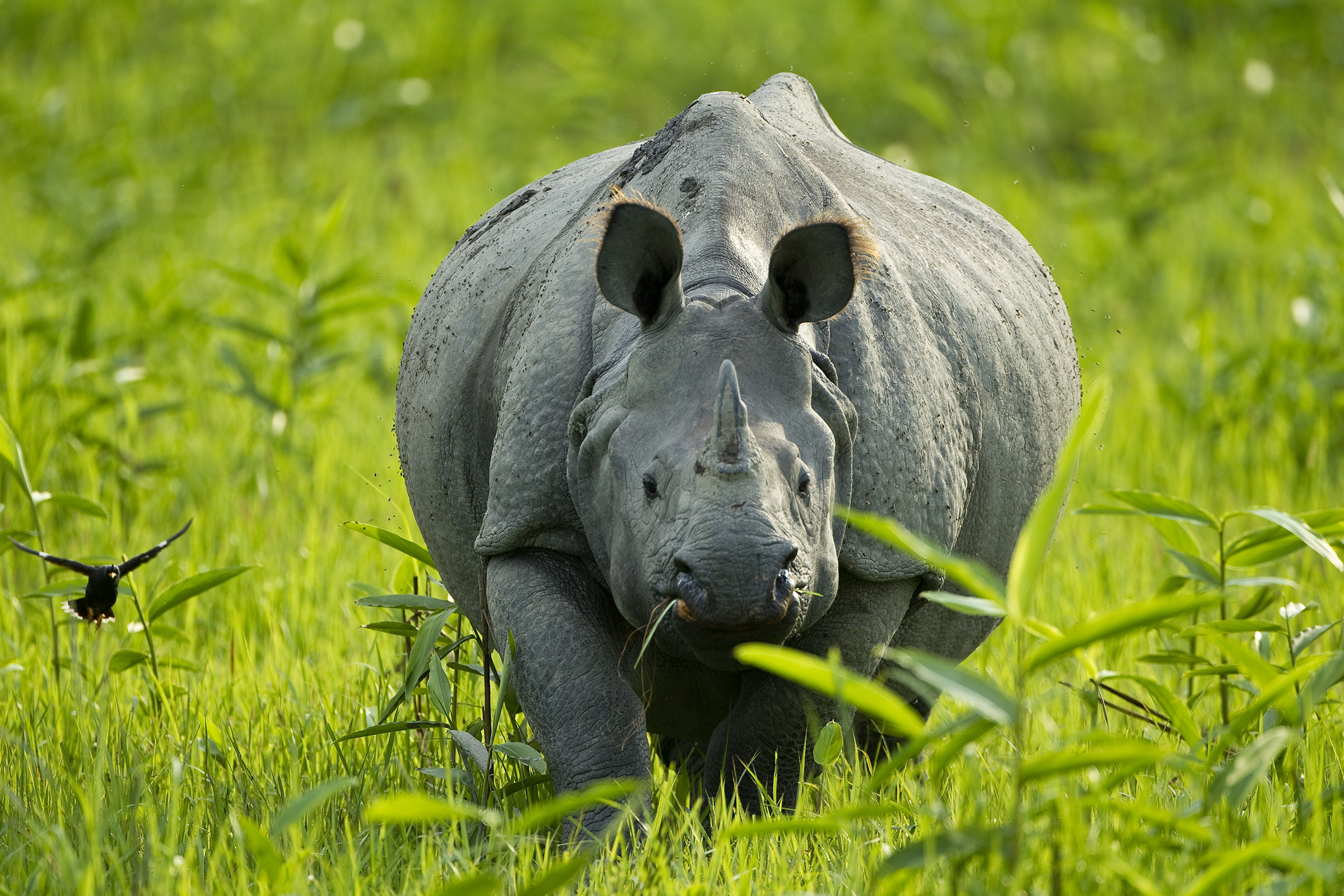 Greater one-horned rhinos, like this large adult in Kaziranga National Park, call to mind armored vehicles with their think, plate-like hides. Photograph by Sandesh Kadur