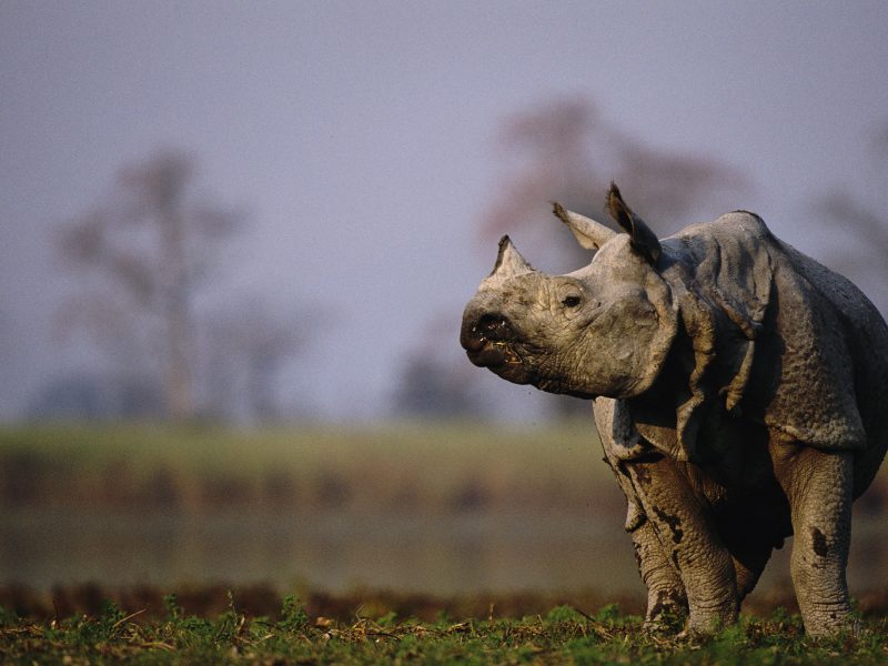 A greater one-horned rhino surveys its terrain in Kaziranga National Park, India. Photograph by Anup Shah