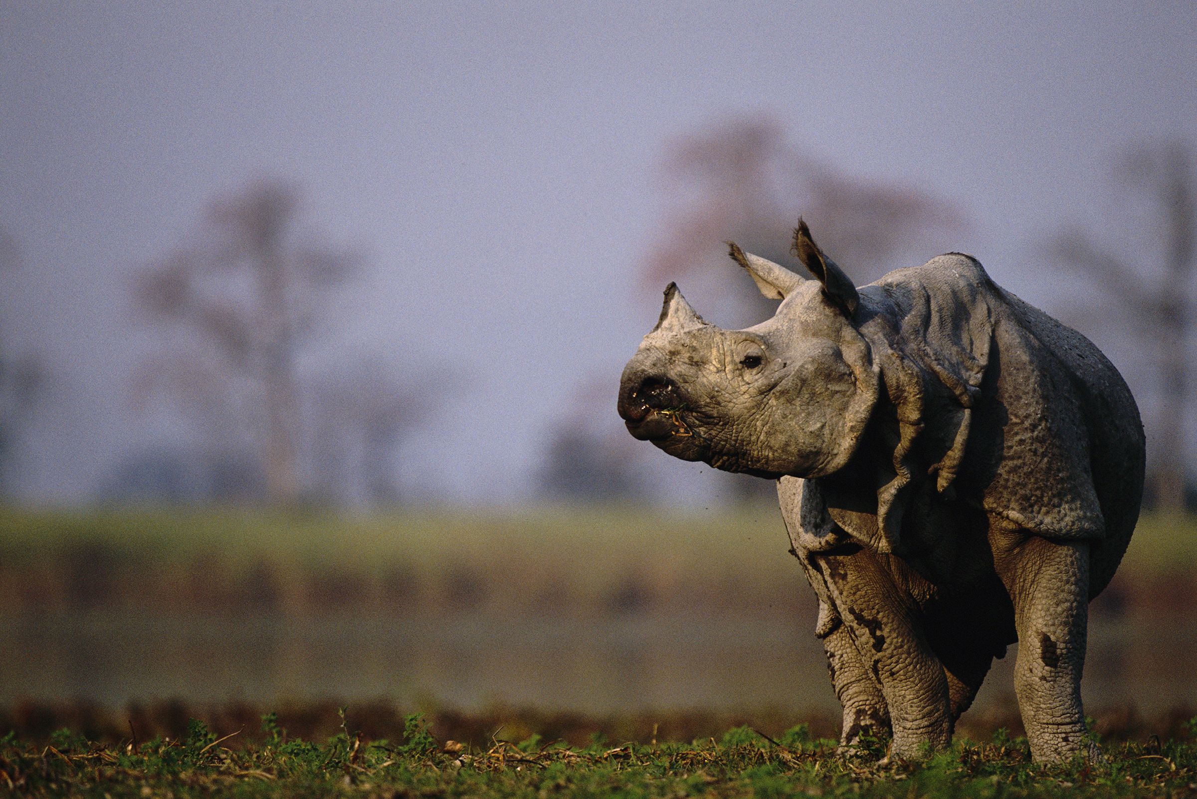 A greater one-horned rhino surveys its terrain in Kaziranga National Park, India. Photograph by Anup Shah