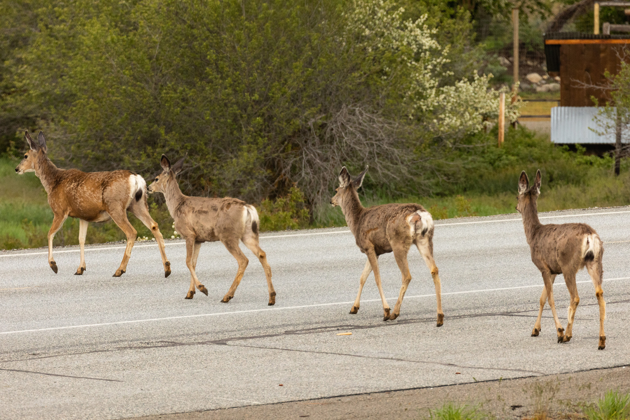 A small herd of deer cross the road in the Methow Valley—a region with one of the highest rates of vehicular deer strikes in the Pacific Northwest.