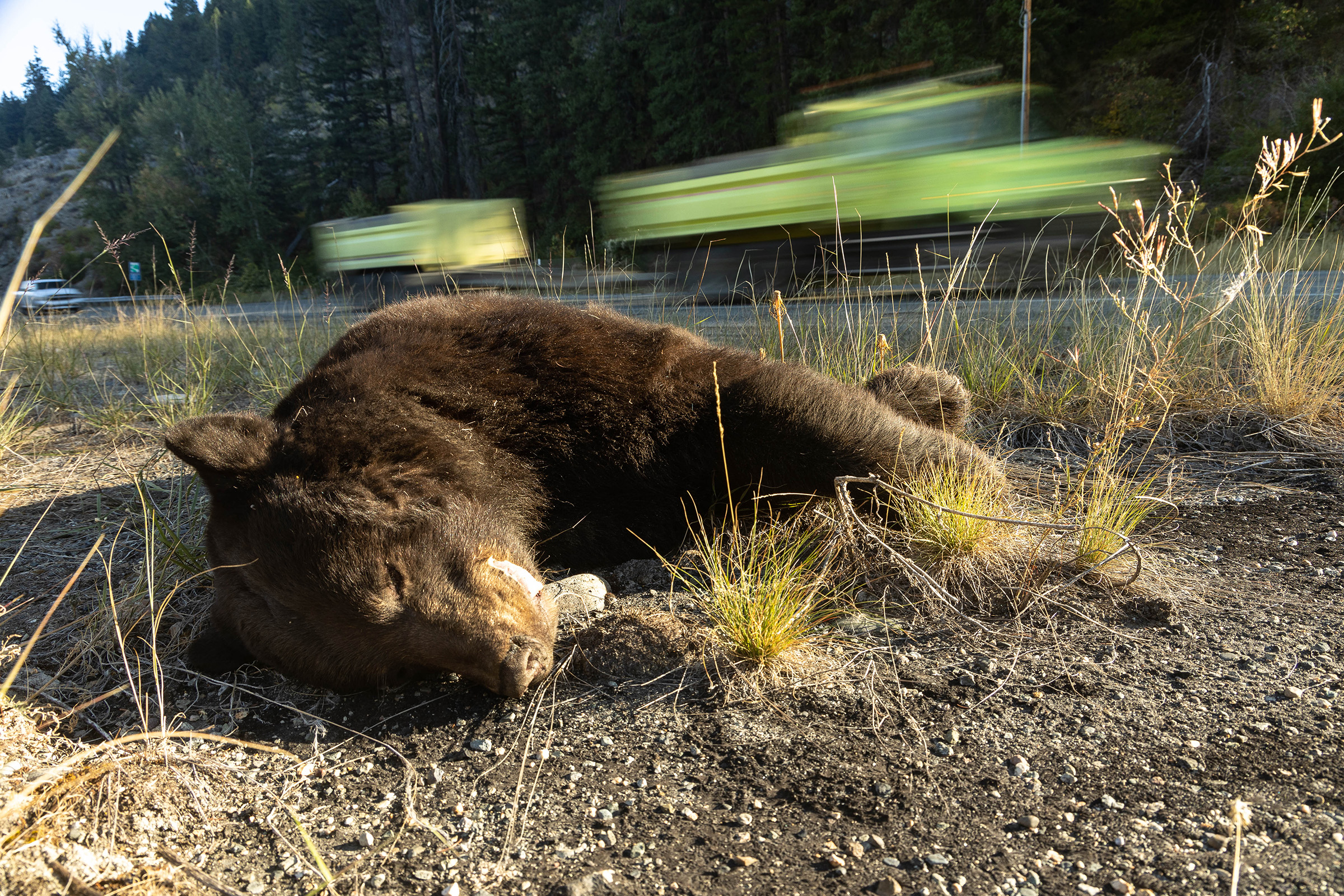 Deer are not the only animals struck by cars in the Methow Valley. Here, the body of a black bear lies by the roadside.