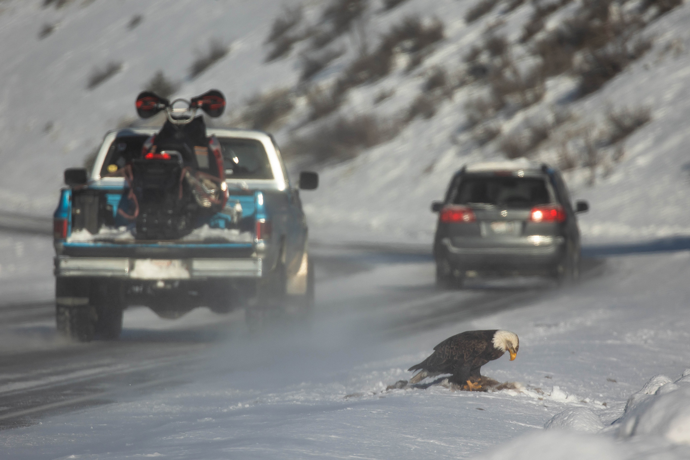 A bald eagle scavenges roadkill dangerously close to a highway. Secondary collisions are another way roadkill can impact local wildlife populations.