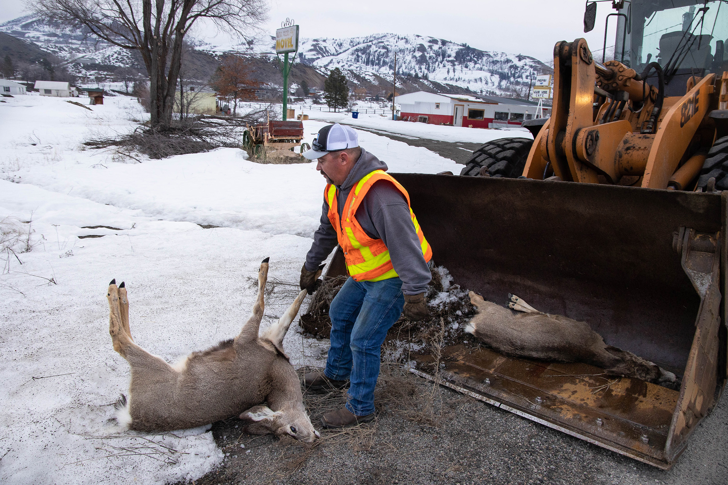 A highway maintenance worker loads roadkill into a front-end loader.