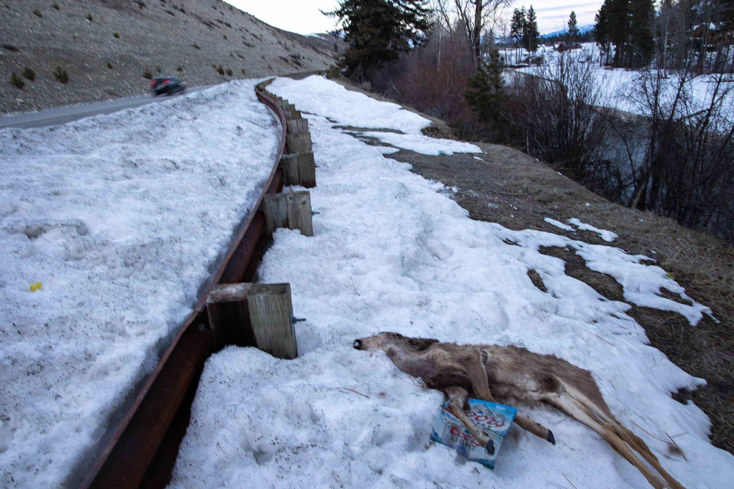Out of sight, out of mind. Transportation workers regularly leave roadkill deer at this "bone pile," where the animals decompose and are scavenged by other animals.
