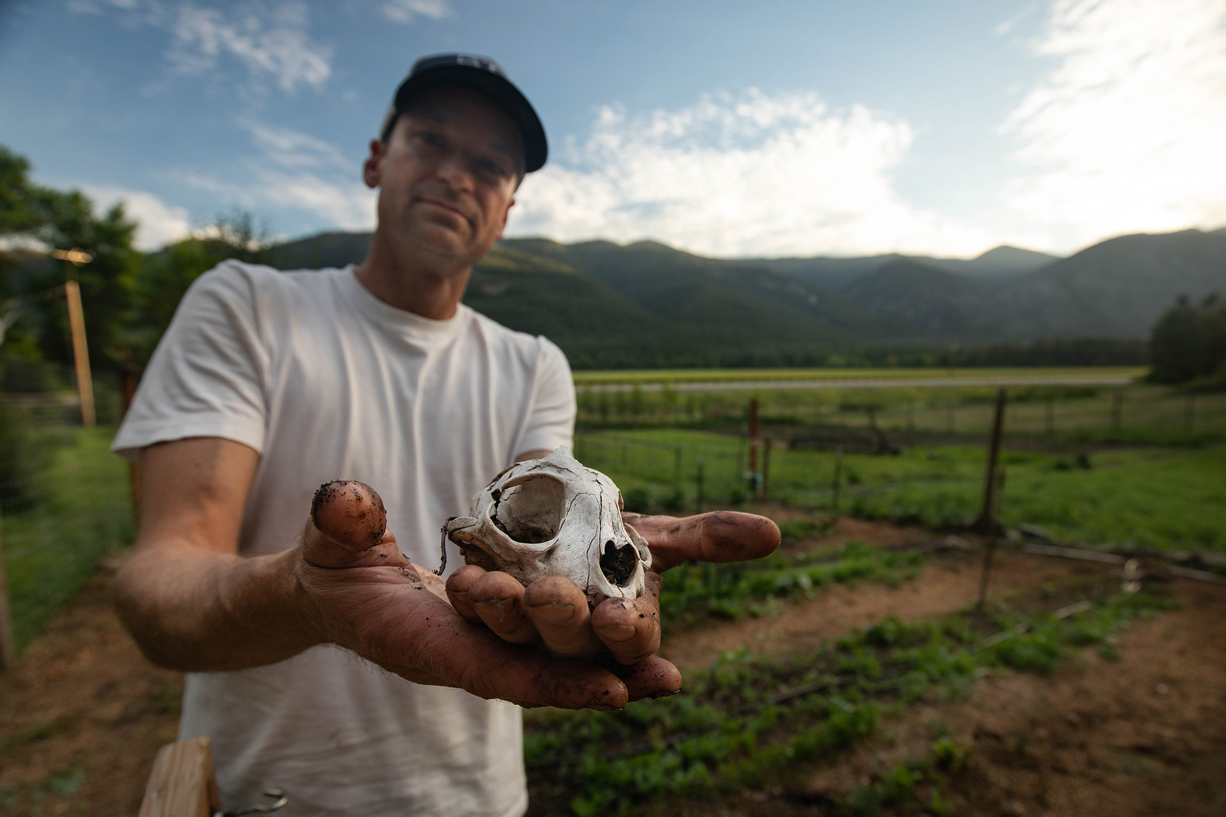 Local carpenter Nils Knudsen displays the skull of a roadkilled bobcat found alongside the highway in front of his house.