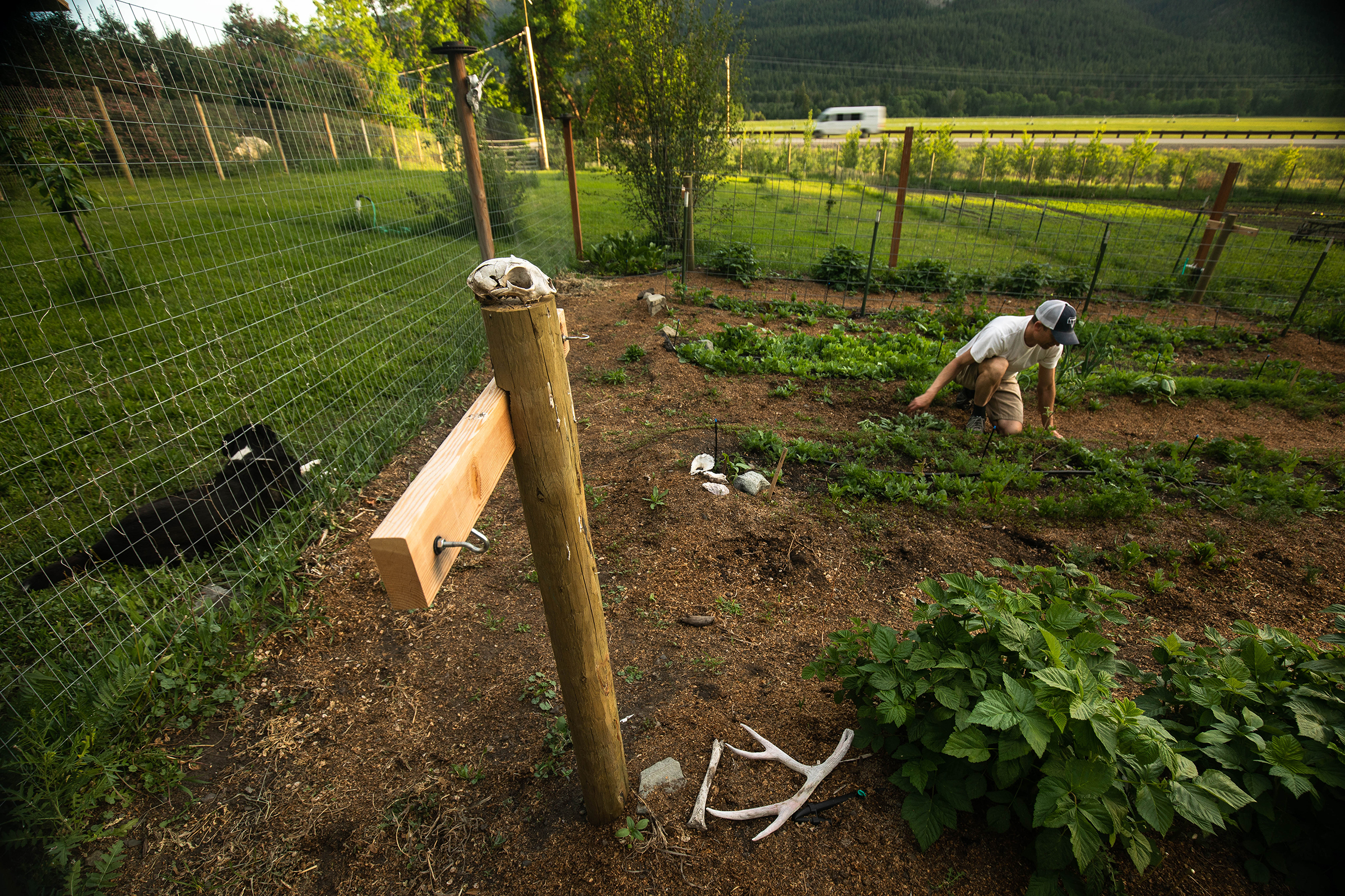 Nils Knudsen tends his garden, a plot partially fertilized with the remains of roadkill deer.