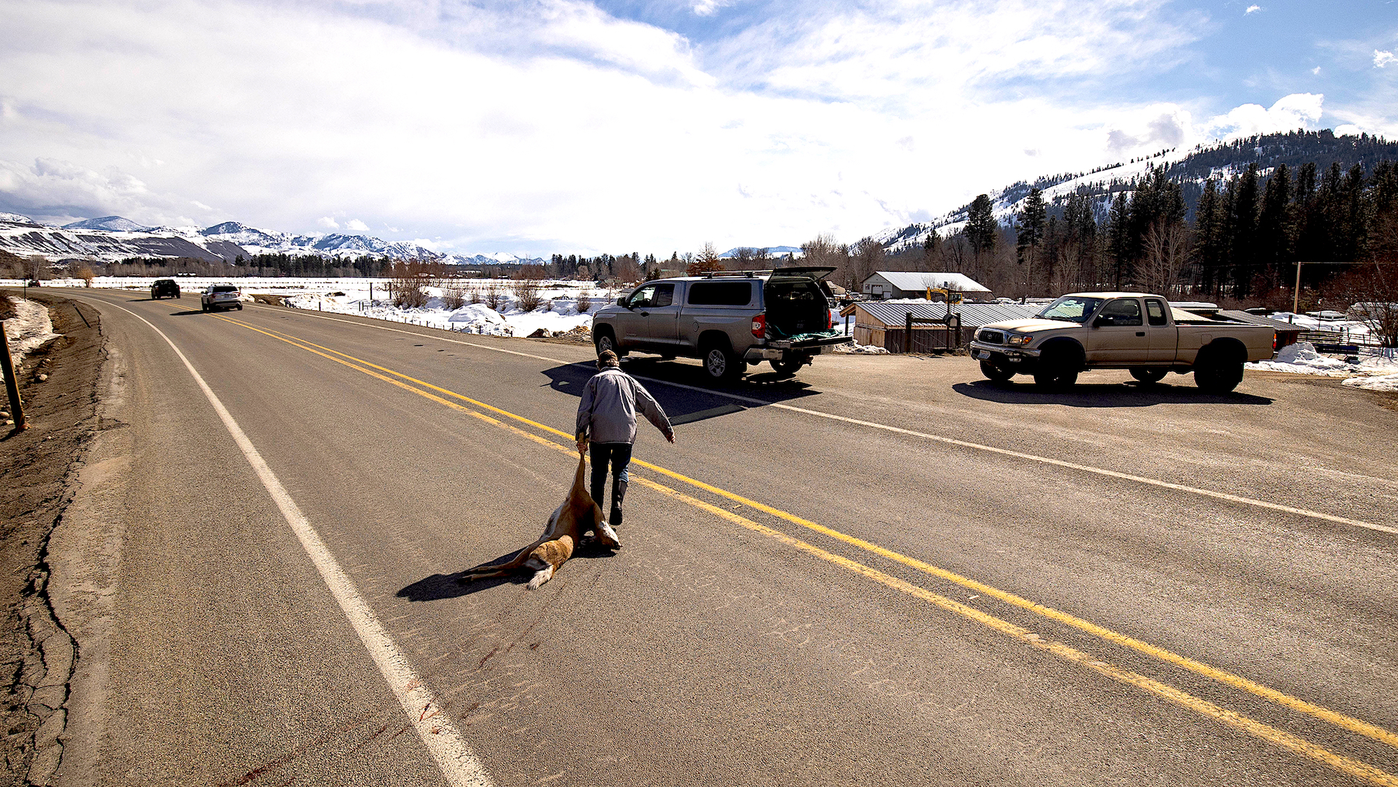 Methow Valley resident Ken Bevis salvages a deer recently struck by a car.
