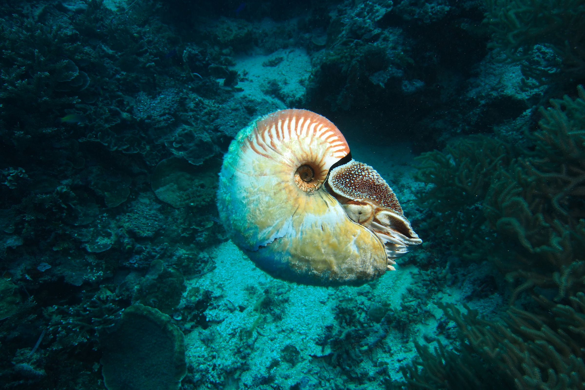 A fuzzy nautilus swims off the coast of Papua New Guinea. Photograph by Peter Ward