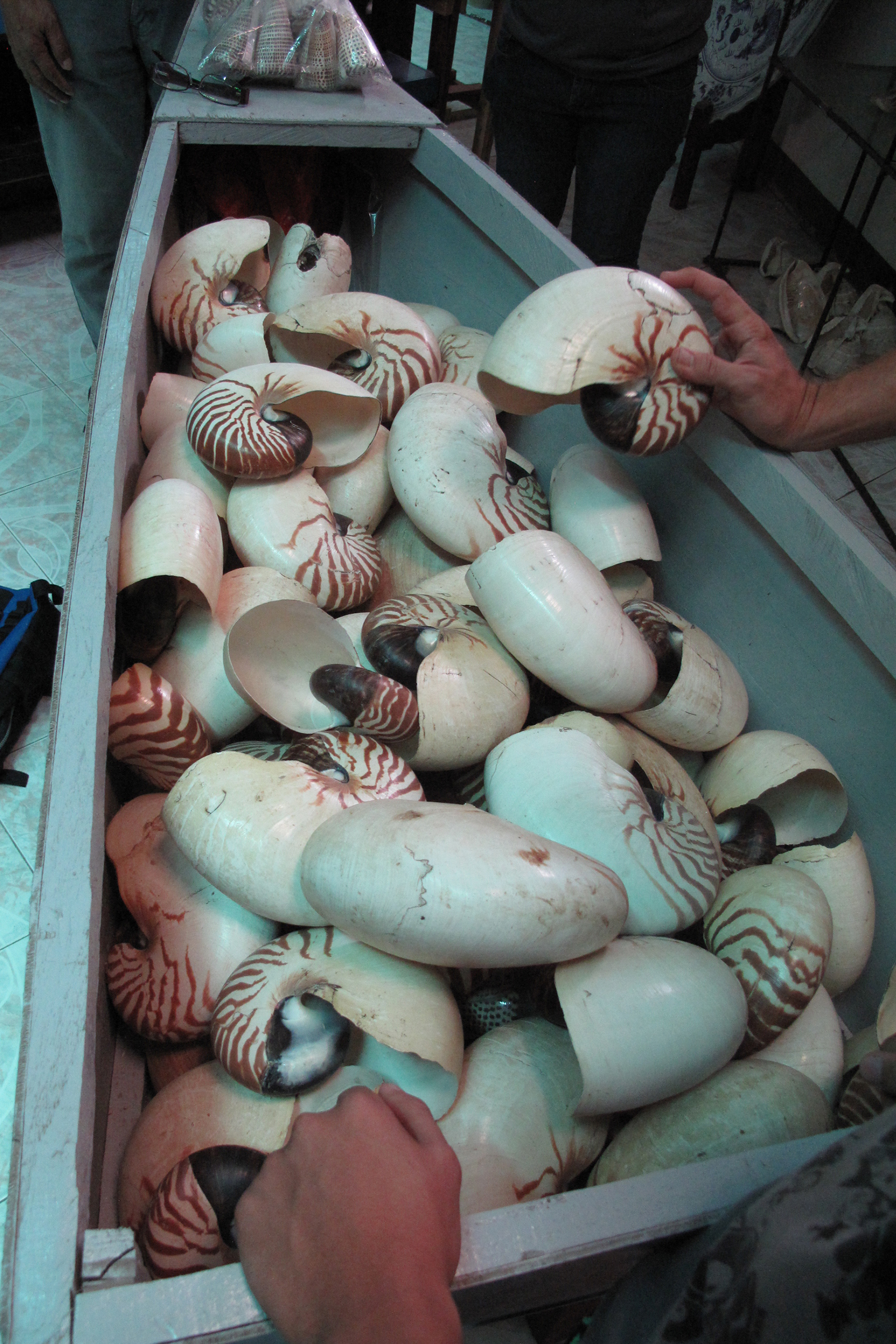 Nautilus shells are sold at a shop in the Philippines. Between 2005 and 2014, more than 100,000 nautilus shells were imported into the U.S. alone. Photograph by Greg Barord
