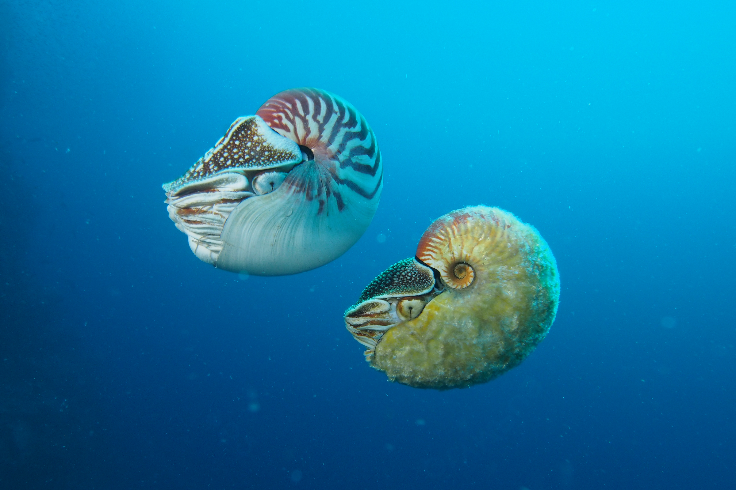 A chambered nautilus and fuzzy nautilus swim side-by-side. Photograph by Peter Ward
