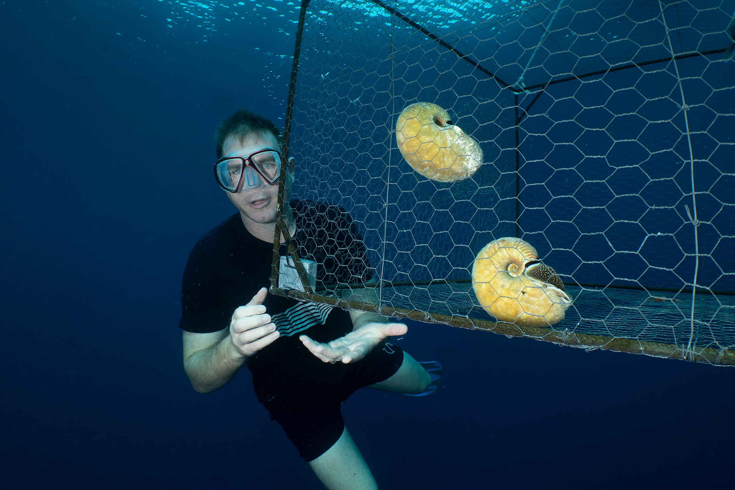 Researcher Richard Hamilton free-dives down to a trap containing two fuzzy nautiluses.
