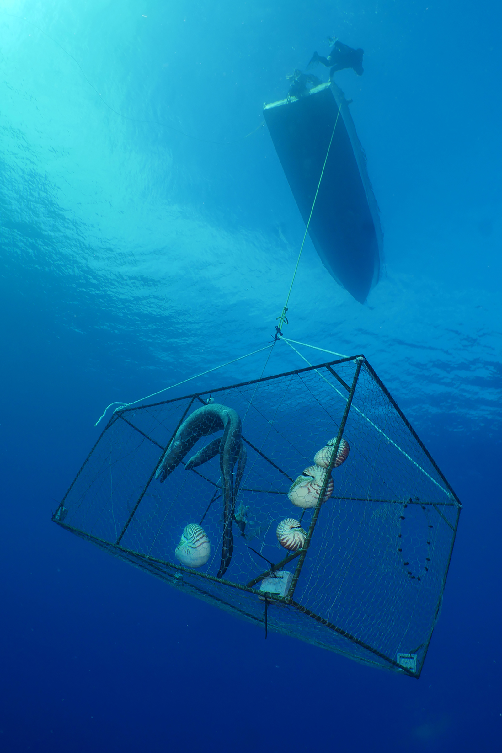 A nautilus trap hangs off the side of a research vessel. Four nautiluses—lured by the bait fish—drift inside the chicken wire cage.