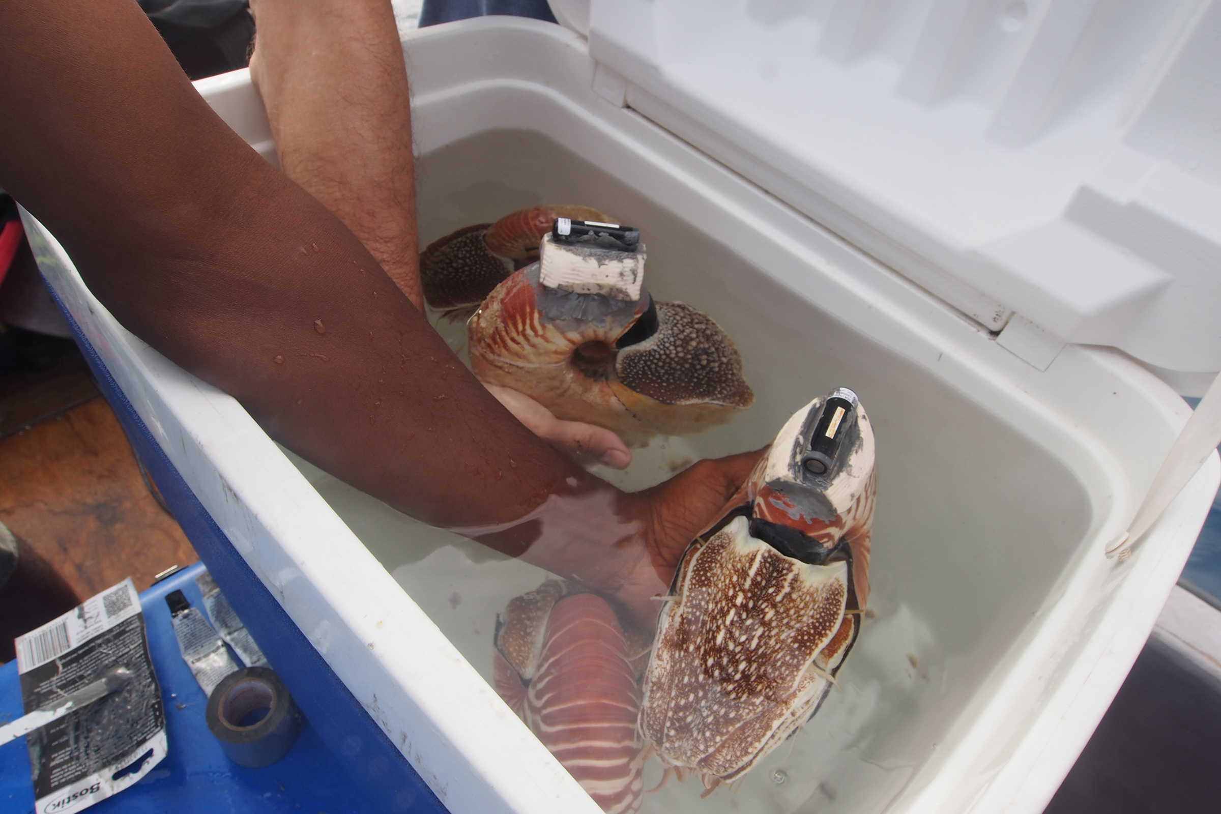 Nautiluses affixed with radio transmitters bob in a cooler while awaiting their release into the wild. Photograph by Peter Ward