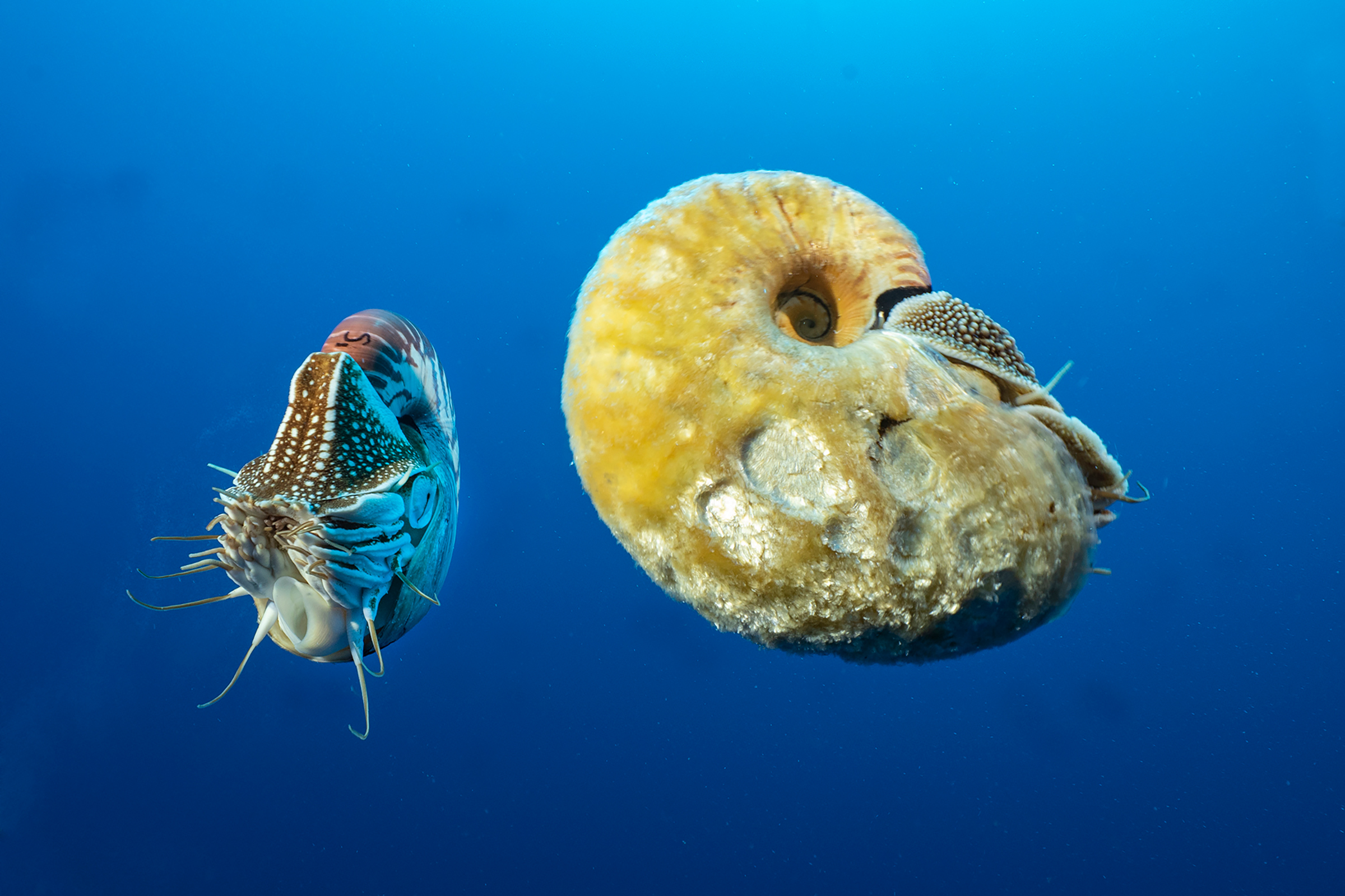 A chambered nautilus and fuzzy nautilus swim near each other off the coast of Ndrova Island.