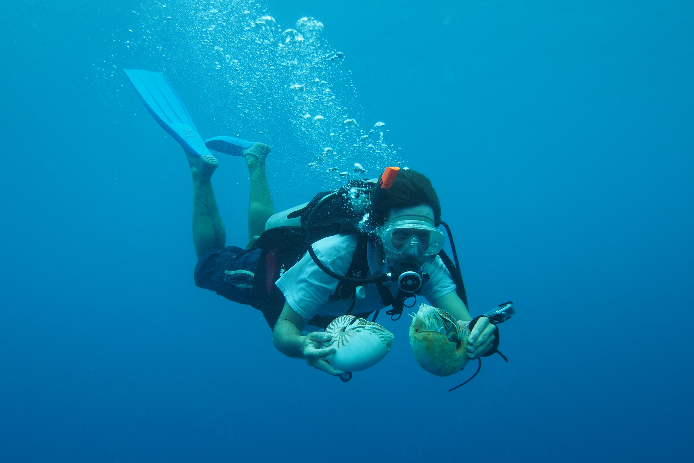 Researcher Gregory Barord carries two nautiluses during a scientific dive. Photograph by Peter Ward