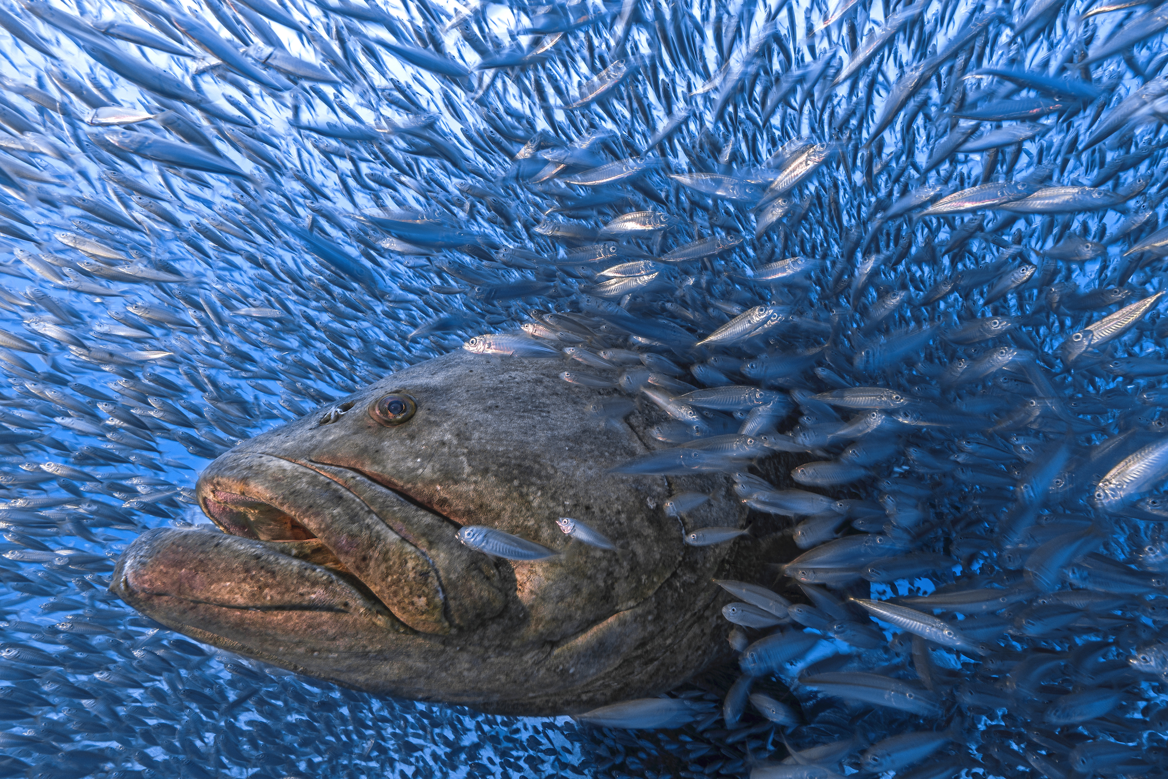 <strong>Tunnel Vision by Tom Shlesinger</strong><em>—Aquatic Life Finalist</em>Each year, from August to early October, Atlantic goliath groupers (<em>Epinephelus itajara</em>) gather off the east coast of Florida to spawn. On dark nights when the moon is new, refrigerator-sized males produce low-frequency booming sounds by contracting their swim bladders, calling other groupers to congregate around shipwrecks or rocky reefs. Fifty years ago, more than 100 fish might answer the call. But by 1990, the slow-moving species had been fished almost to extinction, and mating aggregations were often reduced to just a handful of fish. That year, goliath groupers were protected under both federal and state fishing bans, and the population slowly began to recover. While Florida’s mating aggregations have not yet attained the numbers local fishermen recall from the 1970s, it’s now common to see 20 to 40 groupers together during the breeding season.<br />
Photographer and coral reef ecologist Tom Shlesinger has witnessed this spectacle many times in recent years, but swimming with these 800-pound gentle giants never gets old. During one dive last September, he watched, captivated, as a large male swam calmly through a huge, swirling school of round scads (<em>Decapterus punctatus</em>). “It looked like he was swimming through a tunnel of fish,” Shlesinger recalls, “and I immediately knew this was the perfect moment to capture a unique perspective.”<br />
Shlesinger cherished the experience, partly because he knows the species is once again in jeopardy. In March, despite heavy opposition from scientists who study the species, the Florida Fish and Wildlife Conservation Commission voted to reopen recreational fishing for goliath groupers beginning in 2023. Under the new plan, up to 200 permits will be sold each year for between $150 and $500, each of which will allow for the harvest of an adult grouper.<br />
Goliath grouper experts Felicia Coleman and Chris Koenig from Florida State University have produced a litany of reasons why the decision is ill-advised, not least of which is that the population isn’t currently as stable as it might seem. While the number of juvenile groupers has increased in recent years, the number of breeding adults has actually declined, likely due to poaching and habitat degradation. Moreover, from an economic perspective, goliath groupers are worth much more alive than dead. As the mating aggregations have grown, a thriving ecotourism business has sprung up around them, generating revenue that far exceeds the price of the fishing permits. Additionally, goliath groupers prey on species that would otherwise eat juvenile lobsters; healthy populations of the fish have been linked to more robust lobster harvests.<br />
“Opening the fishery for this iconic species under the current circumstances seems quite shortsighted,” Shlesinger laments. There is hope, though, in what scientists have learned since 1990—that if measures are adopted to protect the species, it is capable of recovering.