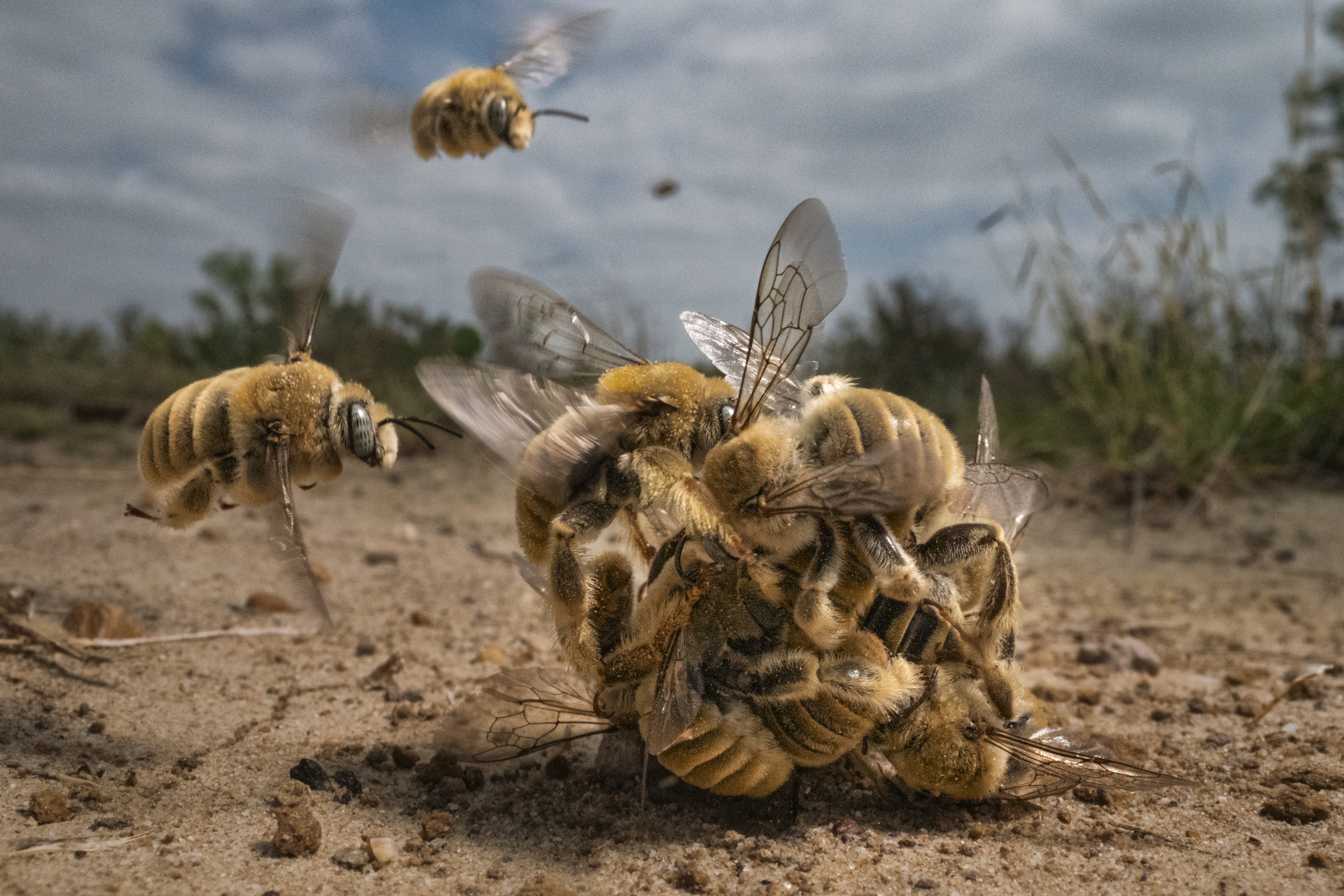 <strong>Bee Balling by Karine Aigner</strong><em>—Grand Prize Winner</em>On a warm spring morning in South Texas, a female cactus bee (<em>Diadasia rinconis</em>) emerged from her small, cylindrical nest in the ground, rising like ash from a chimney. Almost instantly, she was swarmed by dozens of patrolling males, their tawny bodies forming a buzzing, roiling “mating ball” as they vied for a chance to copulate with her. After a tumultuous 20 seconds or so, the ball of bees dissipated, and the female flew off—a single, victorious male holding tight to her back.<br />
Because they make individual nests rather than living in a collective hive, cactus bees are considered solitary. However, the designation is somewhat misleading; the bees nest in close proximity to one another, and their mating aggregations can number in the thousands—a spectacular, highly charged sight for any lucky human observers. “Mating in the bee balls often takes place on extremely hot, bare ground,” says entomologist Avery Russell from Missouri State University, “so the grappling males might risk cooking themselves [to mate].” They also face stiff competition. “The sex ratio in this species is often wildly lopsided, with single females emerging occasionally, dozens of patrolling males finding her in seconds, and potentially thousands of males flying overhead,” he adds.<br />
Mating aggregations only last for a little more than a week, so photographer Karine Aigner was fortunate to capture this particular mating ball. While rarely noticed or documented by humans, these native bees play a critical role as pollinators, especially for prickly pear (<em>Opuntia</em> spp.) cacti, a critical source of sustenance for many species in the dry American Southwest.