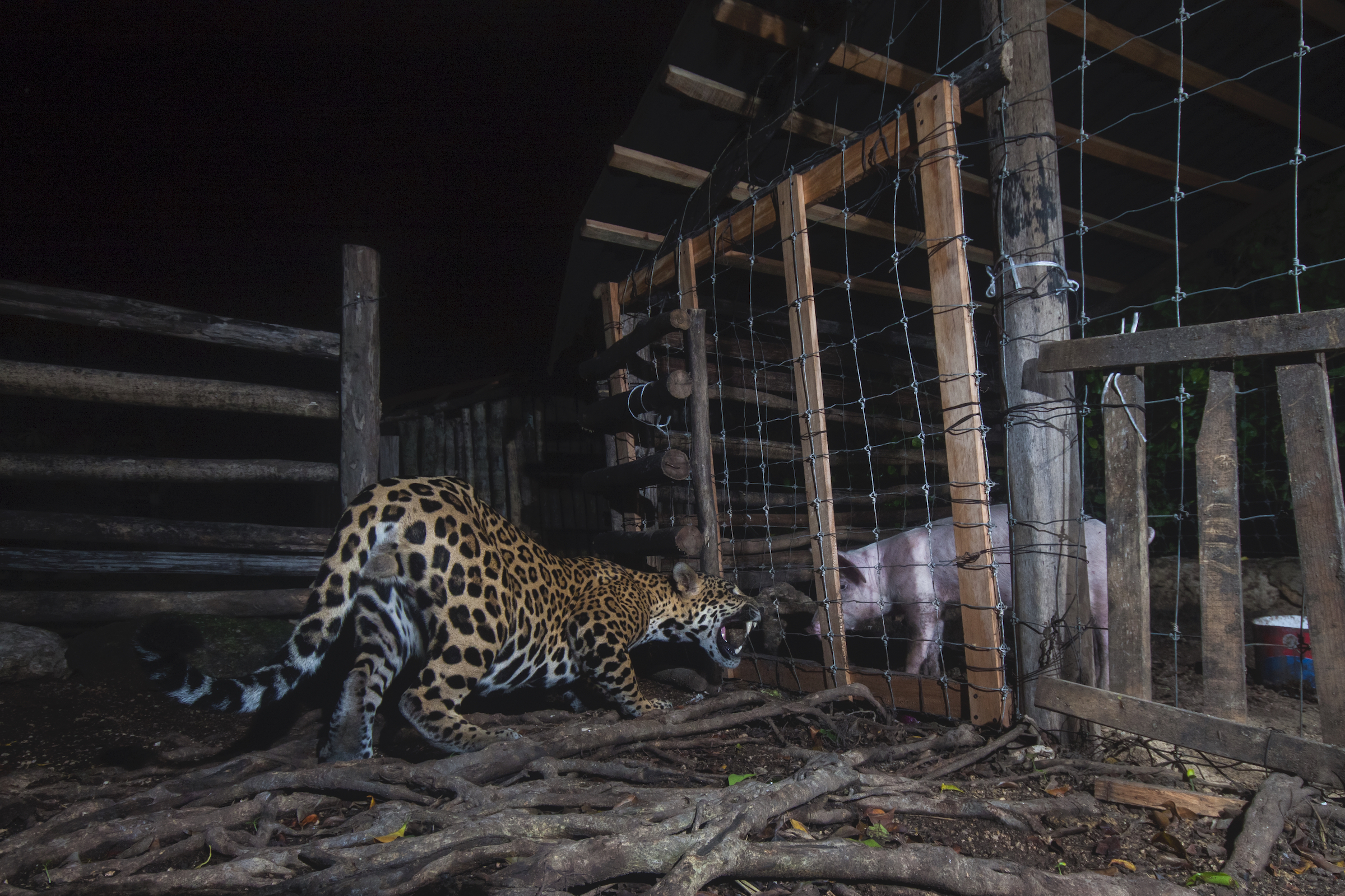 <strong>Face to Face by Fernando Constantino Martínez Belmar</strong><em>—Human/Nature Finalist</em>Two creatures face off through a woven-wire fence: one predator the other prey; one wild, the other, essentially, manufactured for our use. The moment is a manifestation of two worlds colliding, with no clear indication of which will prevail. Such images, of the natural world intersecting with one so heavily impacted by humans, have become a near obsession for Mexico-based photographer Fernando Constantino Martínez Belmar. And few places in the world present as many opportunities to capture the conflict first-hand as Martínez Belmar’s native Yucatán Peninsula, home to both the elusive jaguar (<em>Panthera onca</em>) and one of Mexico’s fastest-growing tourist hotspots, the “Maya Riviera.”<br />
The largest predators in the neotropics, jaguars require a significant amount of space in order to find sufficient prey—the average home range of a male jaguar spans some 100 square kilometers (38 square miles). Inevitably, as human populations have expanded into the jaguar’s habitat, the species’ distribution has shrunk by more than half. Scientists are now working to identify conservation strategies and priorities to best support the remaining population. In Mexico, one of the most important regions of focus is the state of Quintana Roo on the Yucatán Peninsula, which is home to nearly half of the country’s 4,000 – 5,000 jaguars. Here, the cats are thriving in two protected areas: Yum Balam on the northern tip of the peninsula and Sian Ka’an some 225 kilometers (140 miles) to the south. Between the two reserves sit Cancún, Playa del Carmen, and Tulum.<br />
Until recently, scientists had little hope that a viable ecological corridor could exist between the two protected areas, given the heavily developed land that links them. However, a radio tracking study published earlier this year suggests that jaguars are not only using this corridor—they are establishing home ranges along its route. While the cats prefer forested or secondary growth areas over profusely disturbed habitat, they are capable of capitalizing on opportunities presented by human development. One male, for instance, centered his home range on a landfill, where he found a plentiful source of prey in the form of feral dogs and other animals that scavenged at the site. It’s not an ideal scenario, but the resilience demonstrated by these individuals provides hope that with thoughtful planning around future development in the area, the Yucatán Peninsula’s jaguars can continue to thrive.