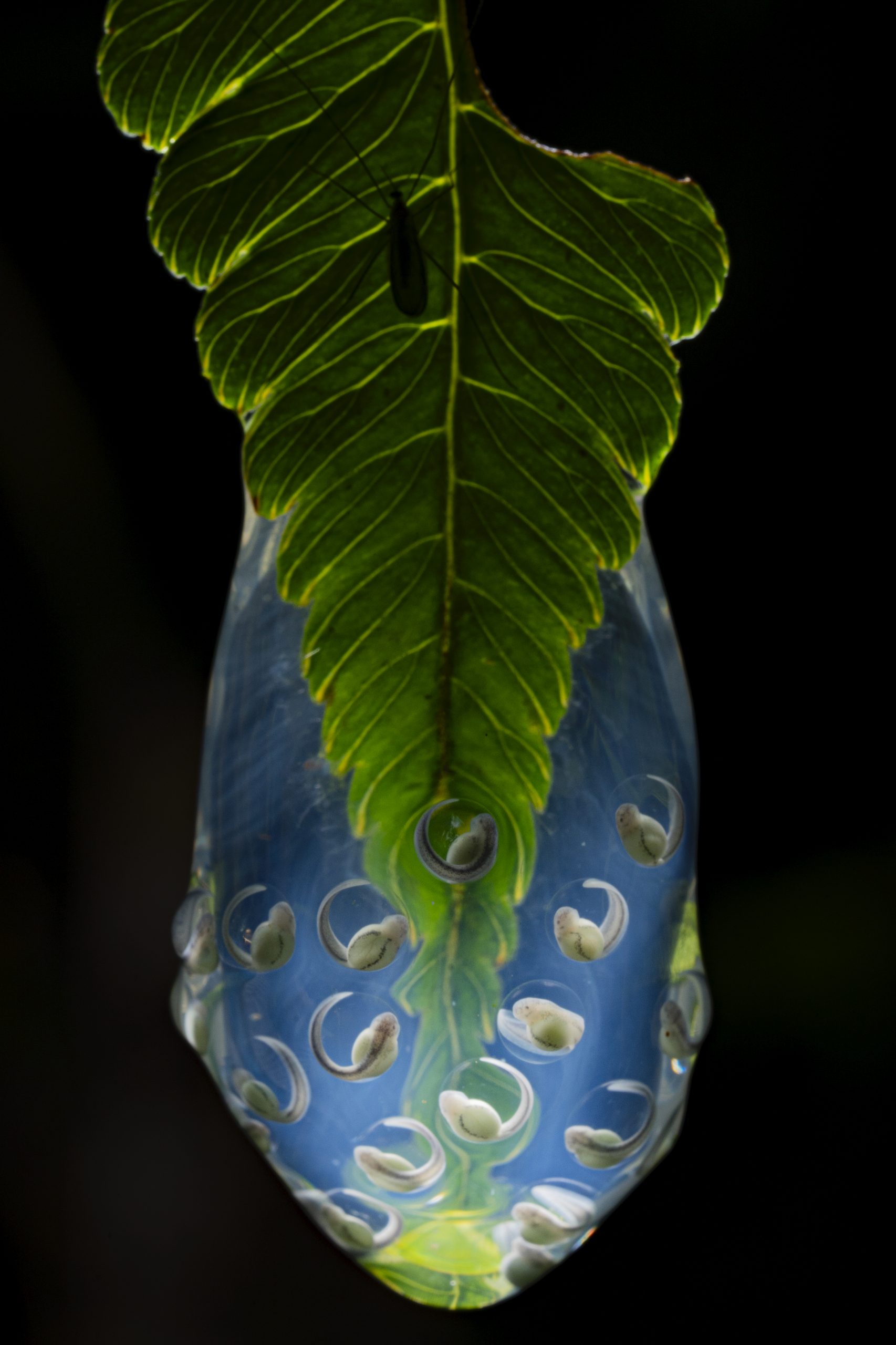 <strong>Embryology by Jaime Culebras</strong><em>—Terrestrial Life Finalist</em>On a moonlit night near the Yanayacu Research Station in northeastern Ecuador, a female Wiley’s glass frog (<em>Nymphargus wileyi</em>) hopped onto a fern and traversed one of its fronds, responding to the call of a waiting male. He mounted her back, prepared to hold on tight for several hours until she was ready to deposit her eggs. Finally, she positioned herself at the tip of a leafy arm that extended over a stream and pushed out a clutch of eggs, which the male immediately fertilized. Housed within a gelatinous mass that deters predators, protects against dehydration, and prevents fungal infections, the embryos developed for a few days on the tip of the fern before dropping into the water to continue their metamorphosis. But before they fell, scientist and photographer Jaime Culebras captured this stunning, backlit portrait.<br />
Very little is currently known about Wiley’s glass frogs. They weren’t documented by scientists until 2006, and so far, they have only been found in the immediate vicinity of the Yanayacu Research Station. While researchers have collected adults and seen their egg clutches, which contain between 19 and 28 embryos, they have never recorded the species’ mating calls, documented parental investment behaviors, observed the tadpoles, or conducted a population assessment.<br />
Unsurprisingly, the species is listed as Data Deficient on the International Union for Conservation of Nature’s Red List of Threatened Species. But since only six individuals were collected over the three years of field work that led to the official species description, scientists assume the population is likely quite small. “The species included in this Data Deficient category are ignored in conservation strategies,” says Culebras. “However, many scientists consider that they should be treated as an urgent conservation priority and are pushing to develop studies that allow us to know their true status.”<br />
In the meantime, conserving the habitat around the Yanayacu Biological Station—currently the species’ only known home—is a clear priority for protecting not only Wiley’s glass frogs, but also the 19 other amphibians documented there so far.