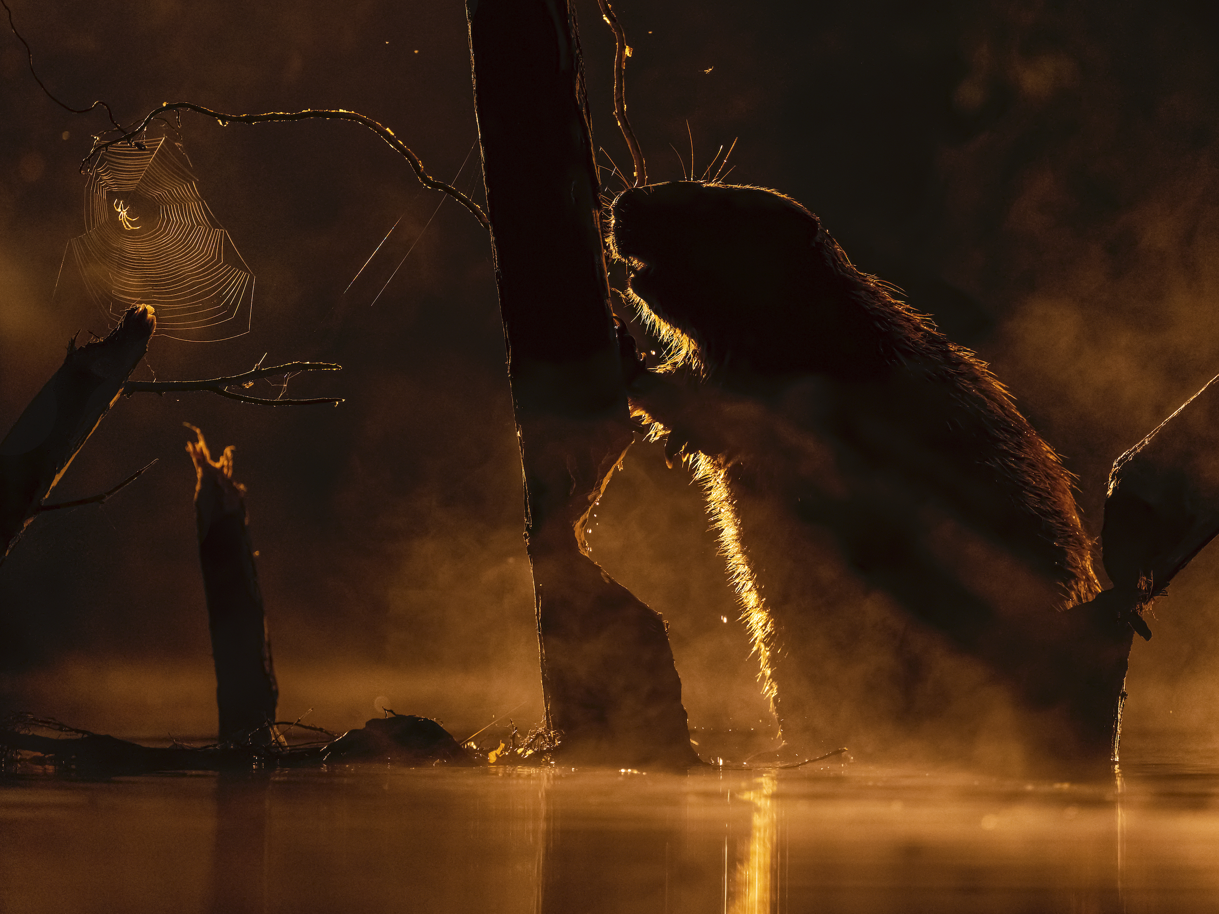 <strong>Spider Web by Bence Máté</strong><em>—Terrestrial Life Winner</em>It was dawn in Hungary’s Kiskunság National Park, and photographer Bence Máté lay still, barely breathing, on a coffin-sized floating hide. In front of him, a Eurasian beaver (<em>Castor fiber</em>) was busy gnawing on a tree, backlit by the first rays of morning sun. Nearby, previously felled trees emerged like dock pilings from the mist-shrouded water, one of them festooned with a glowing spider web. The ethereal scene was more than just beautiful; it was a striking illustration of the idea that beavers transform their environments when they build dams, creating habitats that are utilized by many other species.<br />
Eurasian beavers were once widespread across Europe and Asia, but the large rodents were hunted to near-extinction in the 1800s. In Hungary, the last beaver was killed in 1865. The species faced a similar fate across Eurasia, and by the beginning of the 20th century, scientists estimated there were only about 1,200 individuals left in eight relic populations.<br />
The species’ fate began to turn around in 1922, when Sweden launched a reintroduction effort. More than 20 European countries eventually followed suit, and by 2011, the population across the continent numbered more than a million individuals. As beavers returned to the Eurasian landscape, scientists started documenting the impacts they made on their surroundings. By building dams, the animals increased water storage, reduced fire damage, and created wetlands that filter agricultural pollutants. They also boosted biodiversity—beaver-built habitats are home to more abundant and diverse species than neighboring areas.<br />
After a 120-year absence, beavers returned to Hungary in 1985, dispersing naturally from a population that had been successfully reintroduced in Austria. Today, scientists estimate more than 3,000 Eurasian beavers live in the country, including the industrious individual Máté photographed as it engineered a richer ecosystem in Kiskunság National Park.