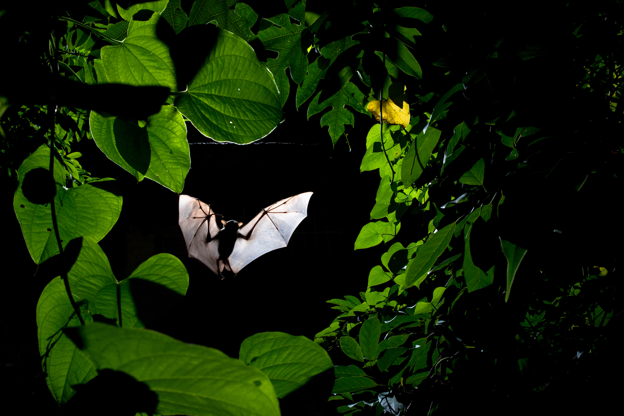 <strong>Frame Within a Frame by Sitaram Raul</strong><em>—Winged Life Winner</em>Photographer Sitaram Raul used to think of wildlife photography as something he did while traveling. But when the COVID-19 pandemic swept the globe, he started to pay more attention to the wildlife in his own backyard. “One night, sitting on my balcony, I was looking out at a custard apple tree, and bats were coming frequently to eat the fruits,” he recalls. “The whole world was cursing bats, but I decided to observe them.” Raul spent three weeks watching the fruit bats, eventually learning to predict their behavior and identify gaps in the tree canopy where they were likely to make an entrance. At one such opening, he managed to capture this shot, perfectly framing the bat within a ring of lush, green foliage.<br />
India is home to 12 species of fruit bats, all of which play a critical role in seed dispersal and forest regeneration. Because they are significantly larger than their Neotropical relatives, Indian fruit bats feed on a much wider range of flowers and fruits—from small eucalyptus flowers to large mangos and guavas—and are often responsible for the dispersal of old-growth and canopy tree species. A recent survey of their feeding habits revealed that the three most common species alone aid in the pollination and seed dispersal of more than 114 species of plants, many of which are economically, ecologically, and medicinally valuable.<br />
While Raul developed a deep appreciation for fruit bats during his backyard observation sessions, the animals are often regarded as pests. Despite their ecological importance, 10 of the 12 species are classified as vermin under India’s Wildlife Protection Act and can be indiscriminately killed. Relatively little is known about fruit bat population levels in India, but surveys conducted by ecologist Shahroukh Mistry suggest that most species are dramatically declining. In the past, the animals lived in large colonies that often numbered in the thousands; today the average colony size is 500 or fewer. Additionally, more than 70 percent of the roosts Mistry visited faced some sort of threat, including deforestation and other human disturbances. To continue performing their valuable pollination and seed-dispersal roles in India, fruit bats need stronger protection—something a number of local conservation organizations are now lobbying the government to enact.