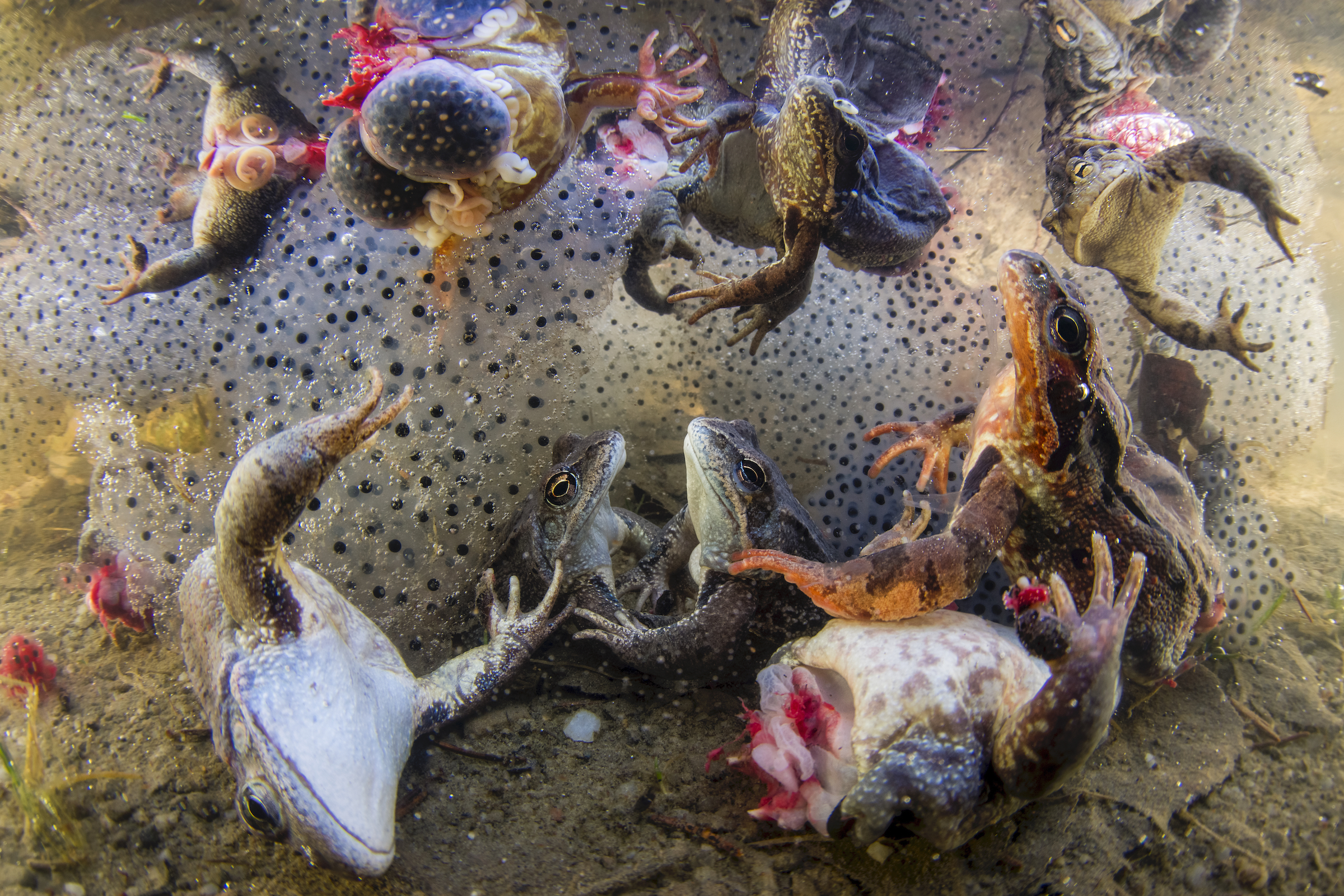 <strong>Sickening Delicacy by Bence Máté</strong><em>—Human/Nature Winner</em>While traveling in Romania’s Carpathian region several years ago, photographer Bence Máté came across a horrific scene. At a spawning site for common frogs (Rana temporaria), hundreds of frogs (and several toads) lay dead in the water, some still grasping partners, their hind legs notably missing. Poachers had plucked the amphibians from the pool as they attempted to breed, cut off their back legs to feed the frog-leg trade, and thrown them back into the water to die a lingering death among their spawn. “It was the cruelty that shocked me most,” says Máté, “but also the harm caused to local populations.”<br />
Every year, millions of frogs are traded around the world as a source of food. The trade is fueled not just by the collection of wild animals on a local scale, as Máté witnessed in Romania, but also by industrial commercial farming in China and other countries. While poaching can imperil local populations, commercial farming actually poses an even greater threat to amphibians around the world. Mass farming and international trade to supply the frog-leg industry are spreading deadly diseases and contributing to the current amphibian extinction crisis,” says herpetologist and wildlife trade expert Jonathan Kolby. “Two types of pathogens in particular, amphibian chytrid fungus and ranavirus, are being spread far and wide by the trade in frog legs and have already driven dozens of population declines and extinctions.”<br />
If frog legs are to stay on the menu for humans, improved welfare and disease control measures are urgently needed to better protect amphibians globally.