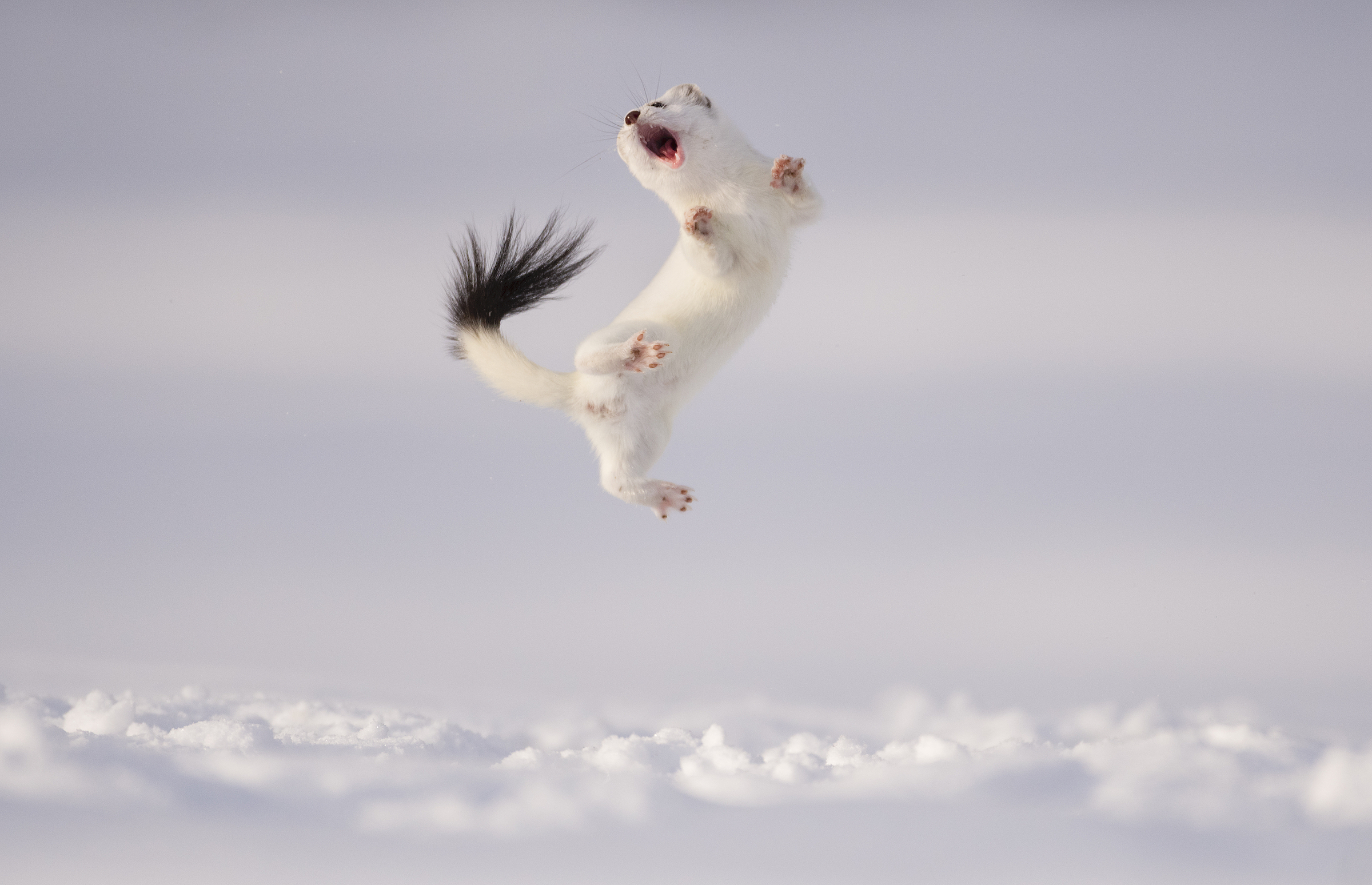 <strong>The Stoat's Game by Jose Grandío</strong><em>—Terrestrial Life Finalist</em>In the pre-dawn hours of a cold winter morning in the French Alps, photographer Jose Grandío lay still in the snow, waiting for a stoat (<em>Mustela erminea</em>) to emerge from its burrow. He had spent the past few days waiting in the same manner, without payoff, but his patience was about to be rewarded. Shortly after the sun rose, the stoat climbed out into the pale, winter light and proceeded to put on a spectacular show. “He seemed to be playing with the fresh snow that had just fallen, making sudden jumps and crawling through the snow,” recalls Grandío.<br />
Scientists have witnessed stoats engaging in similar displays on many occasions, and they refer to the behavior as dancing, although their opinions are divided about what motivates the leaps and twists. Sometimes, the dances are performed in front of a rabbit or large bird in a seeming attempt to confuse or distract potential prey—a strategy that has proven effective in a number of documented interactions. At other times, as was the case in the display Grandío photographed, there is no prey animal in sight, and the dance seems simply to be an expression of exuberance. A third hypothesis is that the dances are actually an involuntary response to a parasitic infection, since stoats are known to be hosts for cranial parasitic worms. Whatever the interpretation of the behavior, one thing scientists have learned is that when associated with an attack on a large prey species, these displays reduce the risk of injury to the stoat—likely because they provide an element of surprise. Such a benefit could eventually reinforce the behavior, whether it was originally intentional or not.<br />
In this particular case, the stoat leapt and danced for about half an hour before returning to his den for the rest of the day. While the impetus for his energetic display is unclear, Grandío can’t help thinking it was “something like a game for him,” a joyful response to the pleasure of pristine snow.