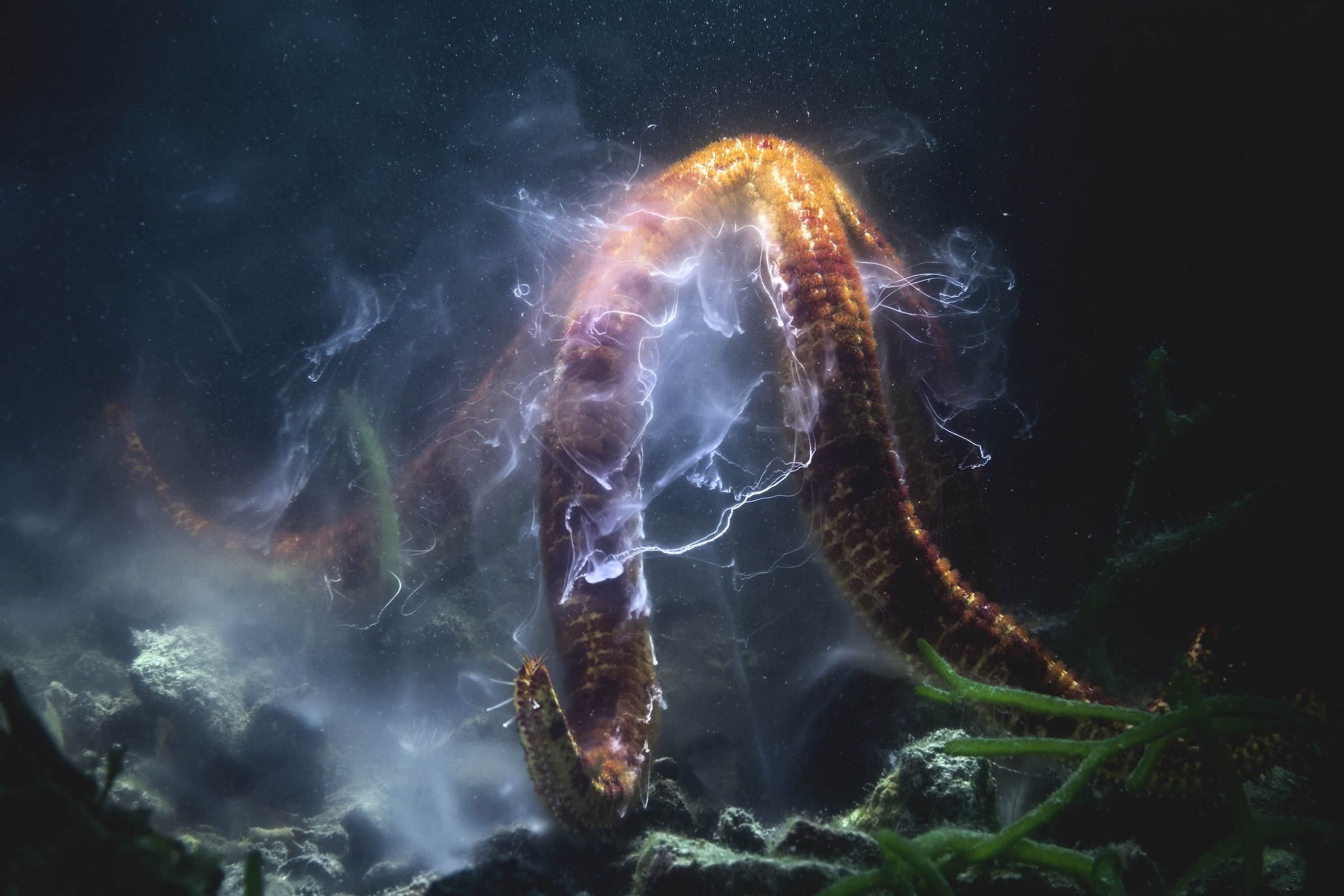 <strong>Shooting Star by Tony Wu</strong><em>—Aquatic Life Finalist</em>Three days before the full moon last July, photographer Tony Wu dove into a bay off the coast of Kagoshima, Japan, in search of a starry goby (<em>Asterropteryx semipunctata</em>)—a golf-tee-sized fish with bright, pin-prick dots scattered across its dark skin. He had been hoping to photograph the pretty, star-studded fish for weeks, and he expected to spend his whole dive focused on that task. But shortly after he spotted his first goby, Wu got sidetracked by a different stellar scene: A Leach’s sea star (<em>Leiaster leachi</em>) raised itself up onto the tips of its arms and began to spawn, shooting a Milky Way of sperm into the surrounding seawater.<br />
Like many marine invertebrates, starfish reproduce by broadcast spawning—releasing large quantities of sperm and eggs into the water column within a short period of time. To maximize the chances of fertilization for these gametes, they synchronize their efforts with neighboring members of their species, using temperature, light, and lunar cycle cues to guide their timing.<br />
Wu watched this particular starfish spawn for at least an hour. “At some point, I realized that the animal was not sending out gametes willy-nilly,” he says. “It timed its release of sperm for certain moments, perhaps as a reaction to current flow and strength.” As its gametes drifted off into the distance, he reflected on the experience of sharing such an intimate moment with a faceless, spineless creature. “I hope that capturing a dramatic scene depicting this species’ timeless quest for immortality can provide a way for others to see what I see—that we are all the same, despite our outward differences.”