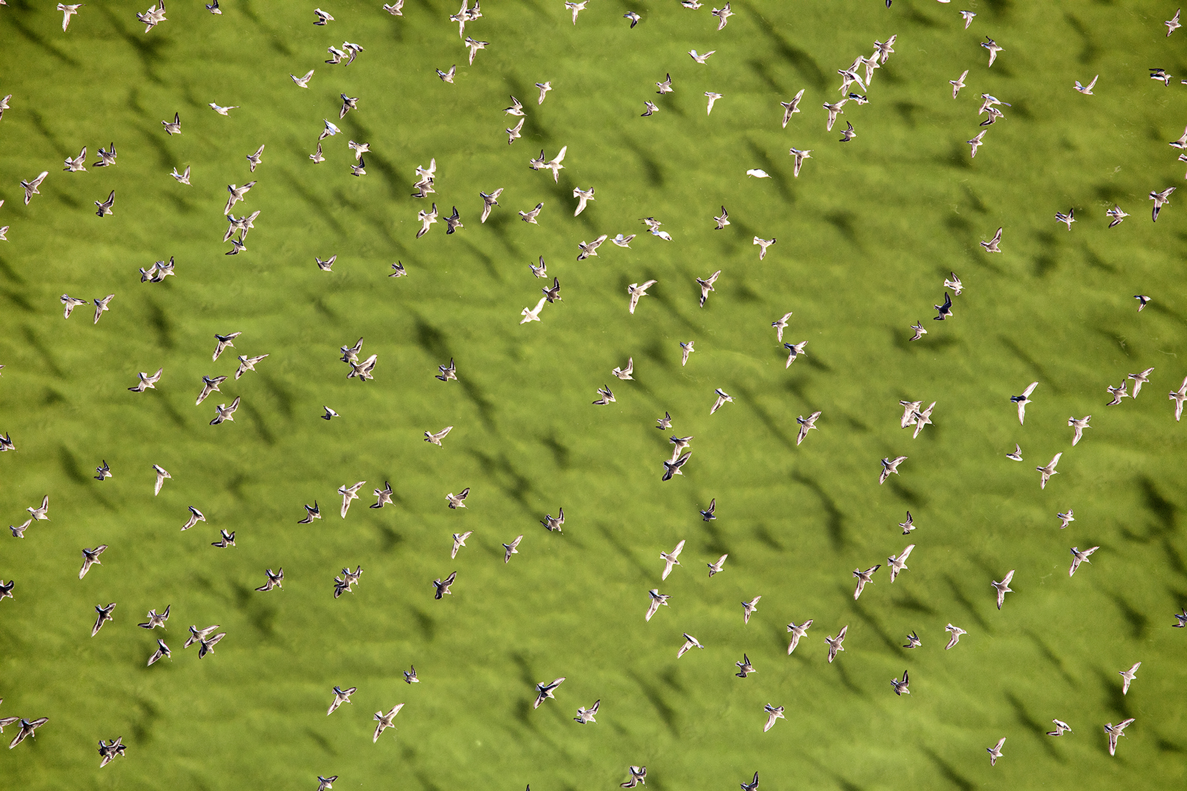 A flock of water birds soars over the colorful ponds of San Francisco’s South Bay.