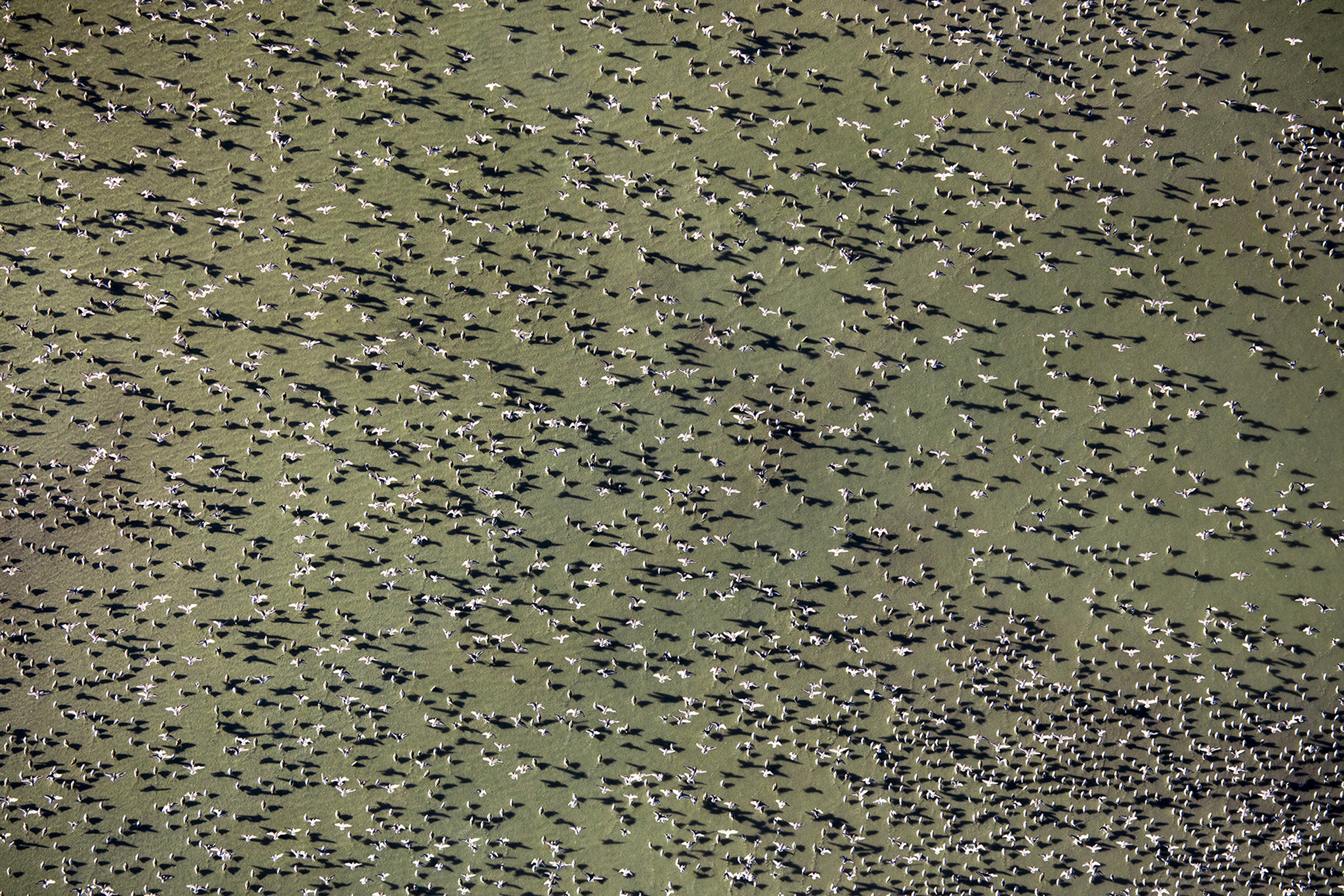 During one spring migration in the 1980s, researchers tallied more than 200,000 birds in a single salt pond.