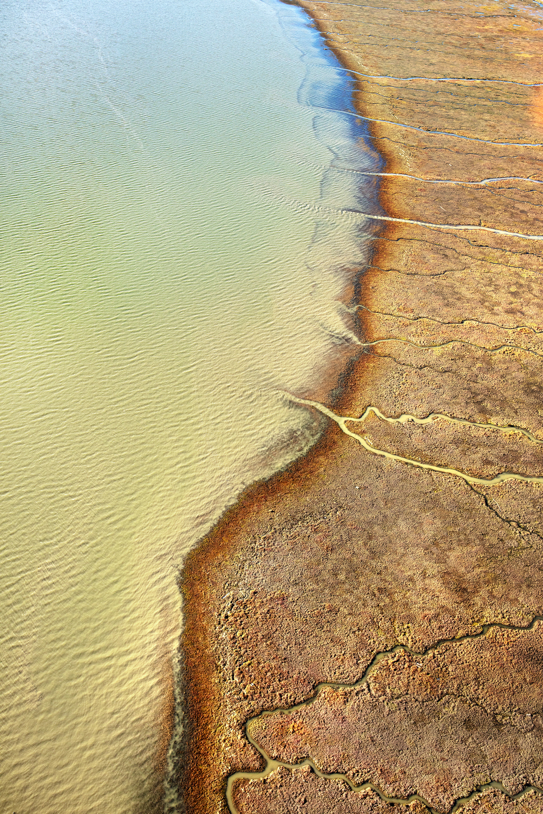 Tides are both builders and destroyers of wetlands, at times depositing sediment and at others stealing it away.