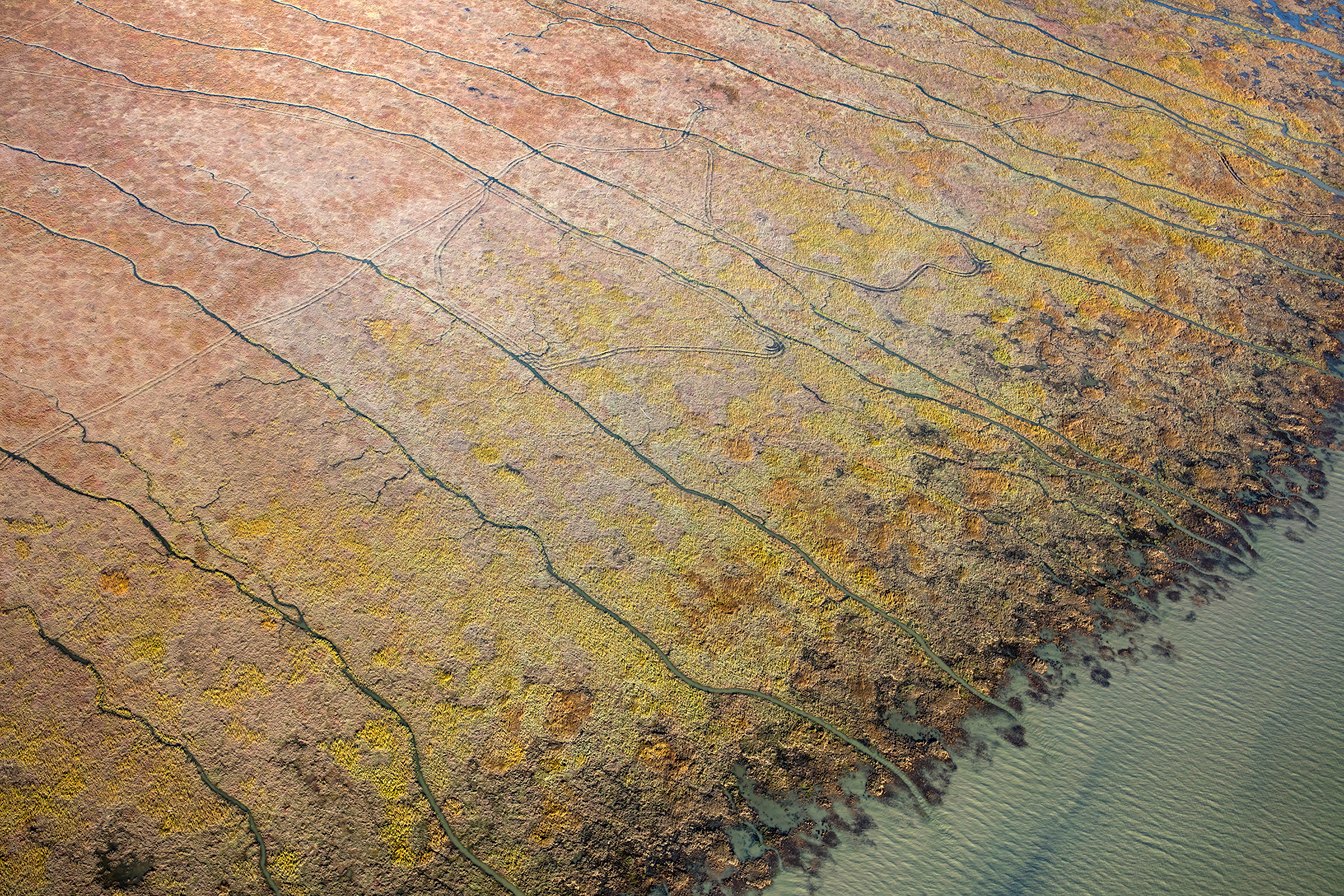 Given time, marsh plants will move upslope or downslope to more suitable soil.