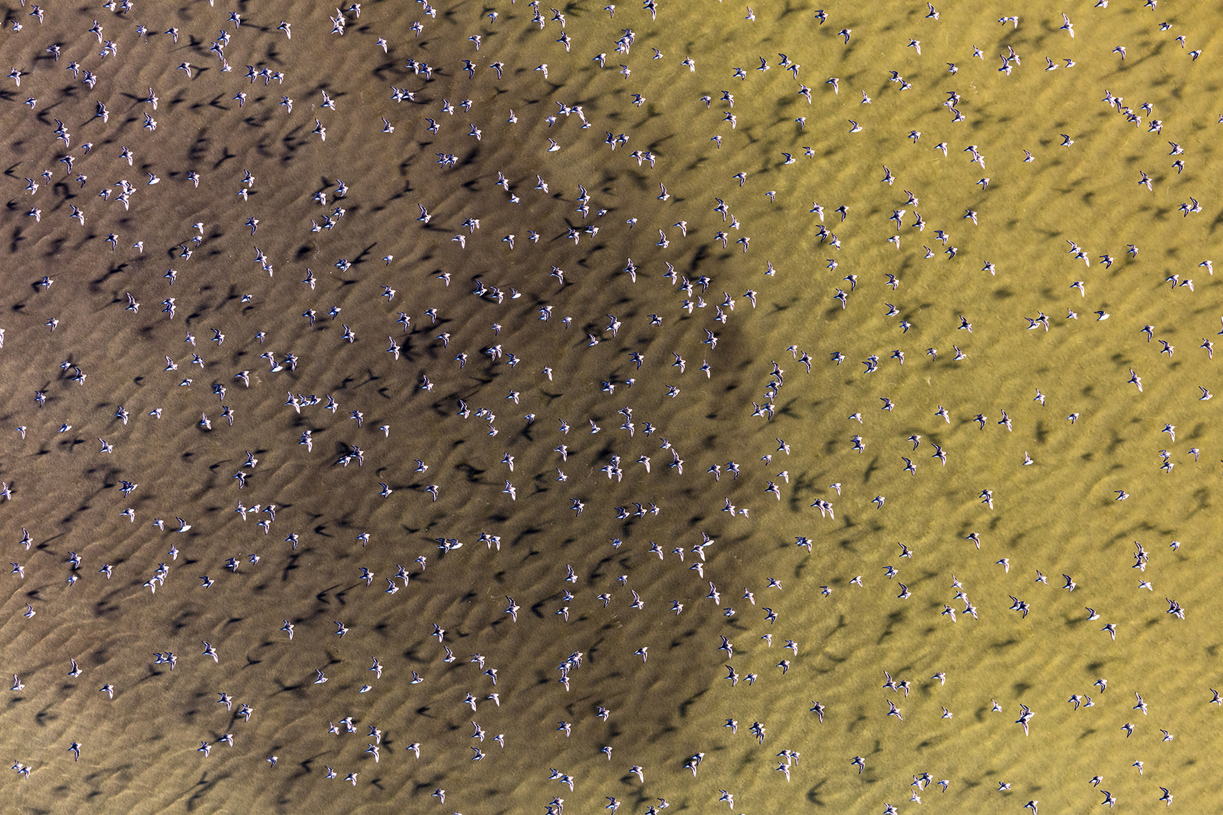 For the South Bay Salt Pond Restoration Project, success means providing habitat not only for beleaguered native species but also for migratory species that have adapted to the salt ponds.