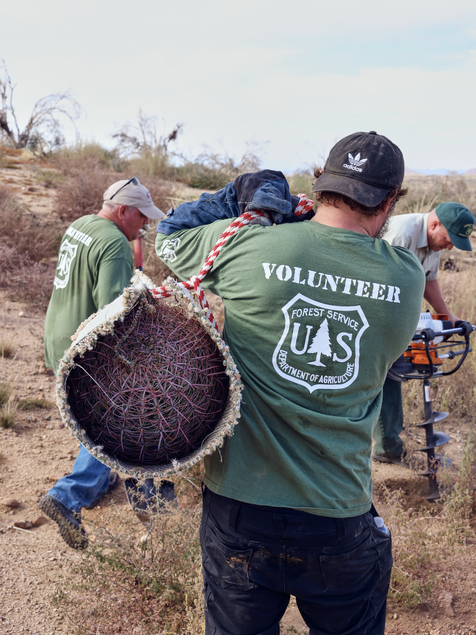 A local US Forest Service volunteer carries a native barrel cactus for transplanting in the Tonto National Forest. Photograph by Kendra Smith