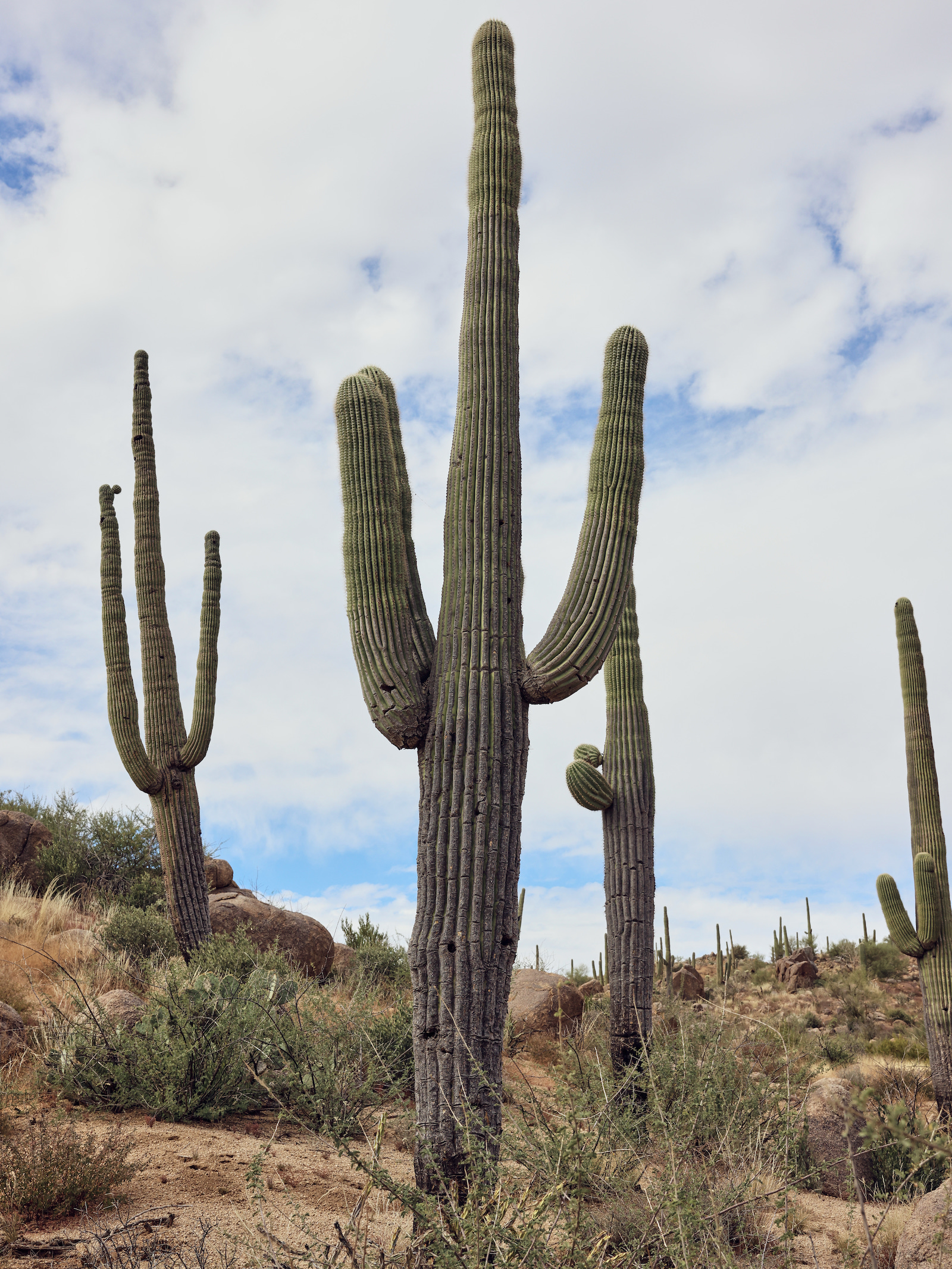 Large saguaro cacti stand tall in the Tonto National Forest. Photograph by Kendra Smith